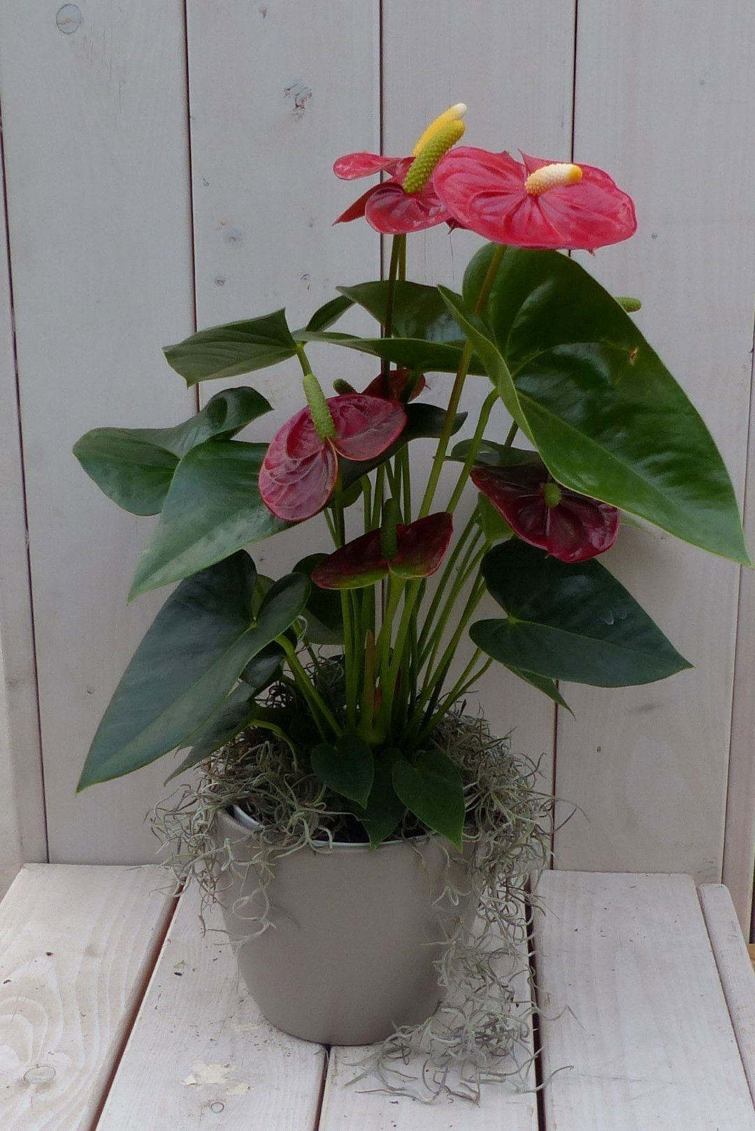 Flamingoplant Anthurium rood in taupe pot 40 cm Warentuin Natuurlijk