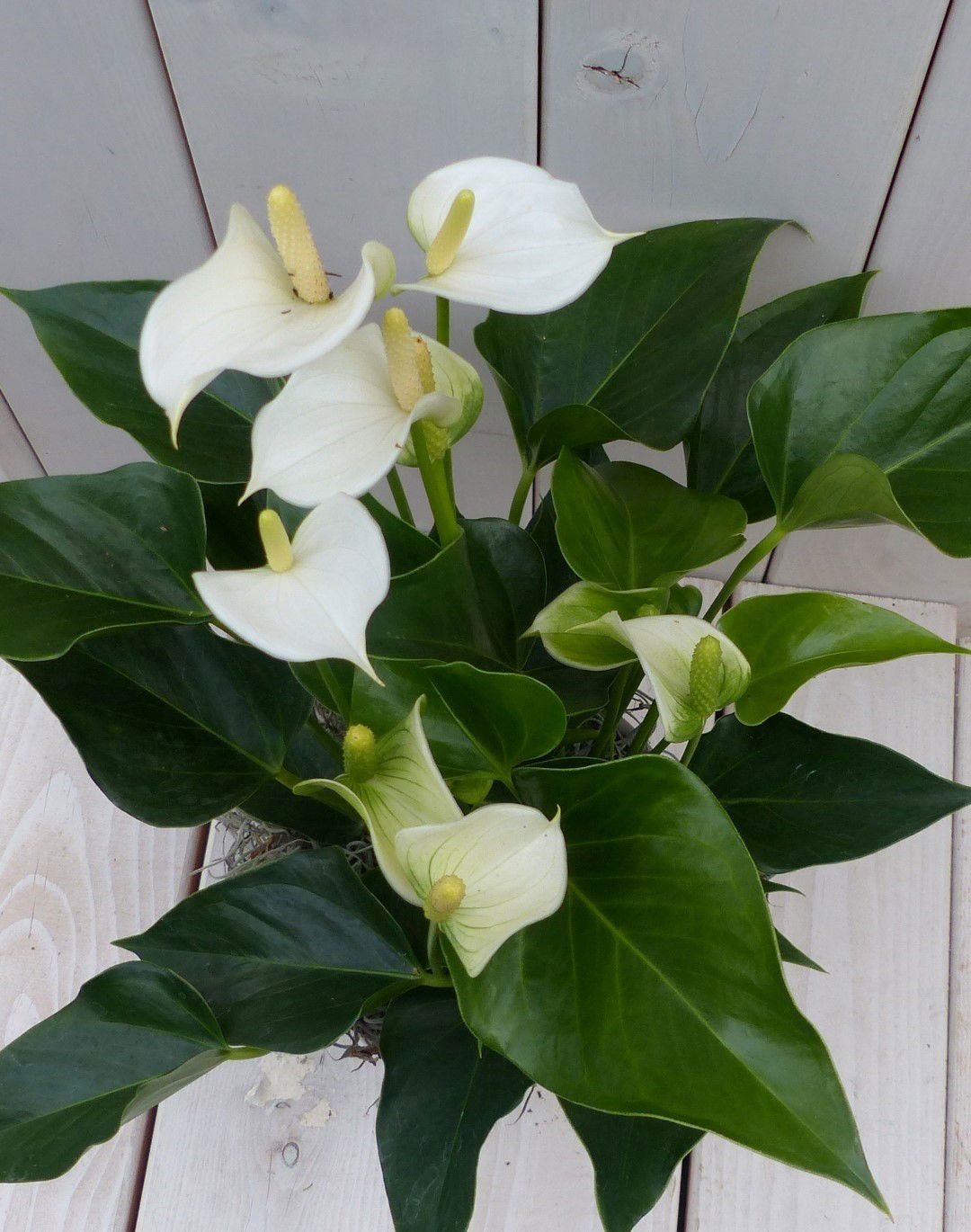 https://cdn.warentuin.nl/media/catalog/product/1/7/1728149900042030_2_warentuin_natuurlijk_kamerplant_flamingoplant_anthurium_wit__e047.jpg