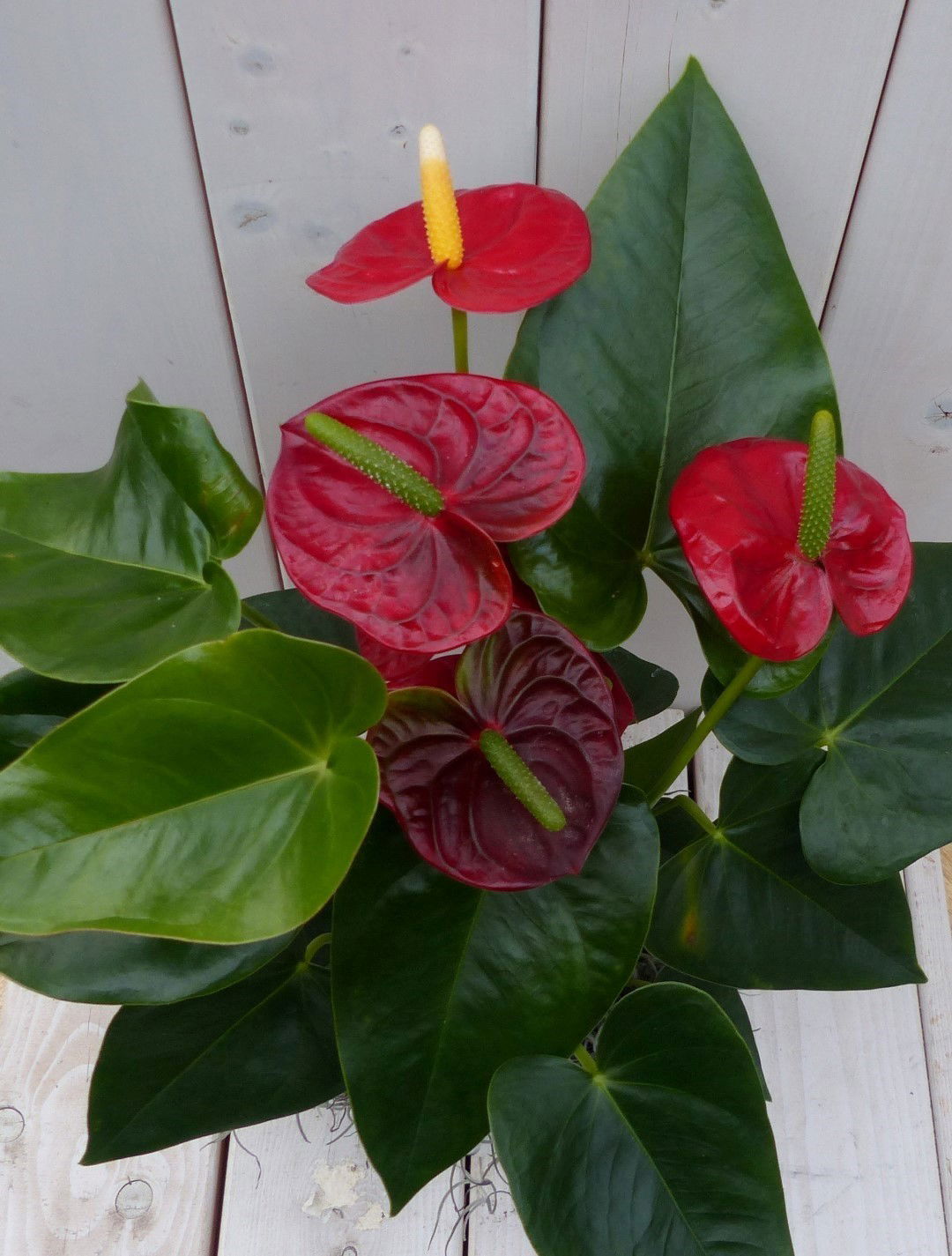 https://cdn.warentuin.nl/media/catalog/product/1/7/1728149900042031_2_warentuin_natuurlijk_kamerplant_flamingoplant_anthurium_rood_700b.jpg