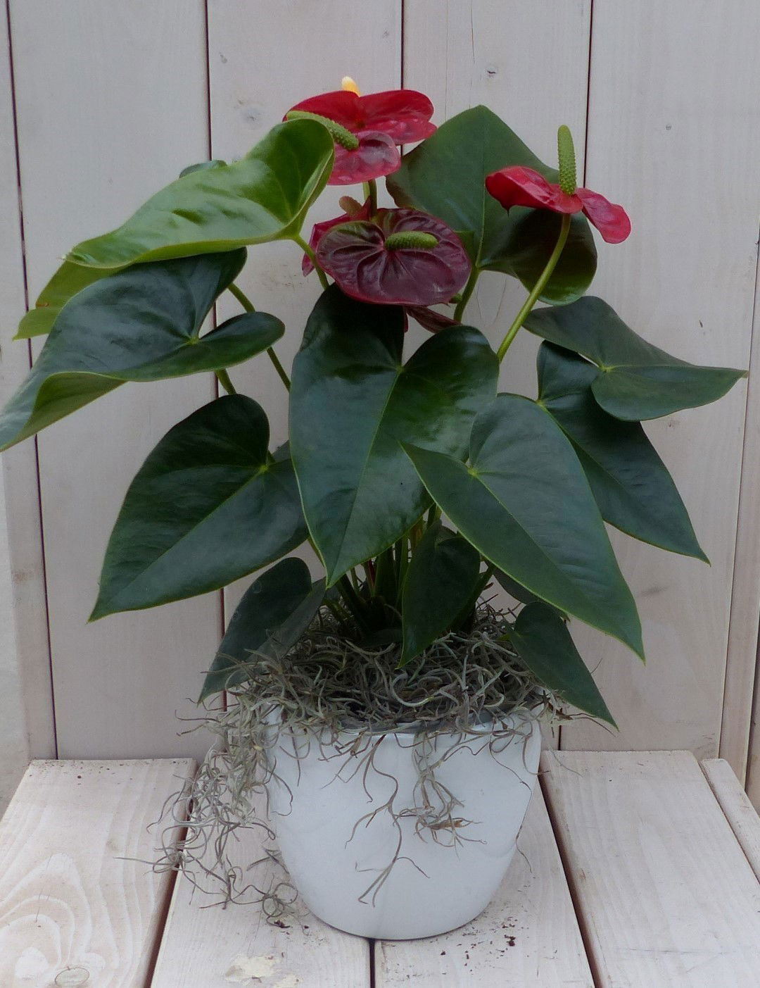 Flamingoplant Anthurium rood in witte pot 40 cm Warentuin Natuurlijk