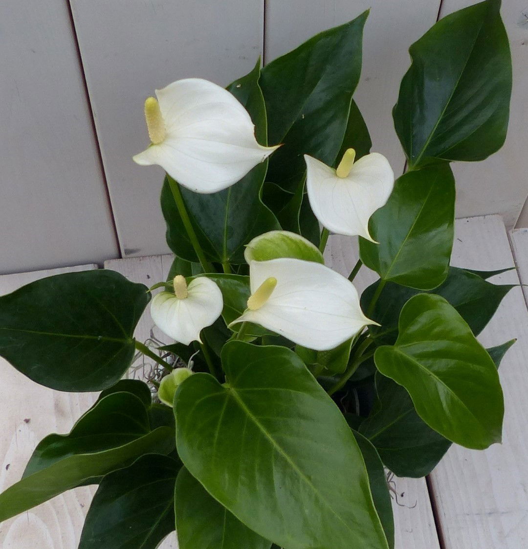 https://cdn.warentuin.nl/media/catalog/product/1/7/1728149900042032_2_warentuin_natuurlijk_kamerplant_flamingoplant_anthurium_wit__cd9e.jpg