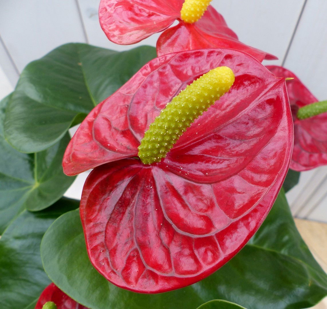https://cdn.warentuin.nl/media/catalog/product/1/7/1728149900042033_2_warentuin_natuurlijk_kamerplant_flamingoplant_anthurium_rood_1a20.jpg
