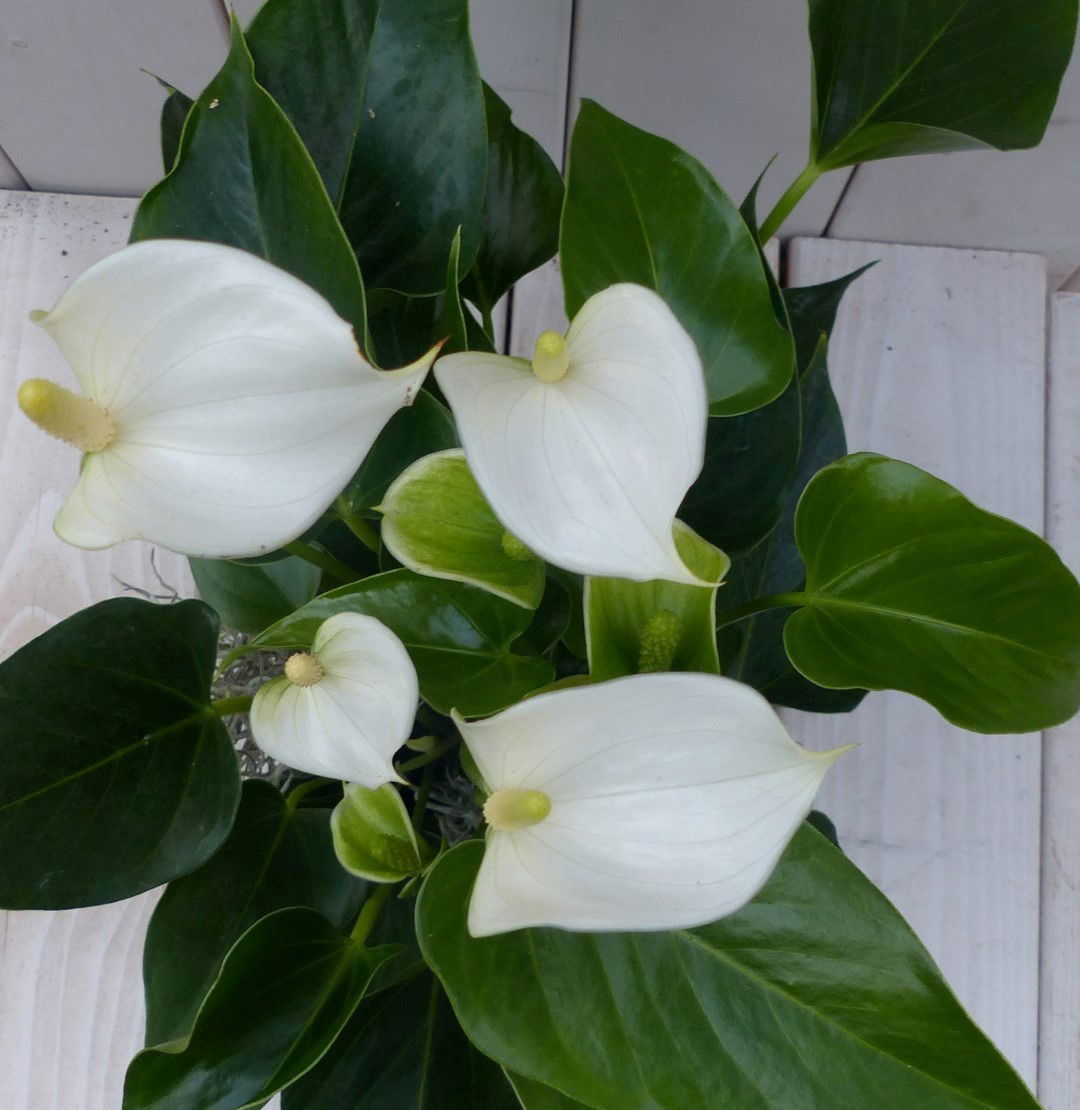 https://cdn.warentuin.nl/media/catalog/product/1/7/1728149900042034_2_warentuin_natuurlijk_kamerplant_flamingoplant_anthurium_wit__5f9a.jpg