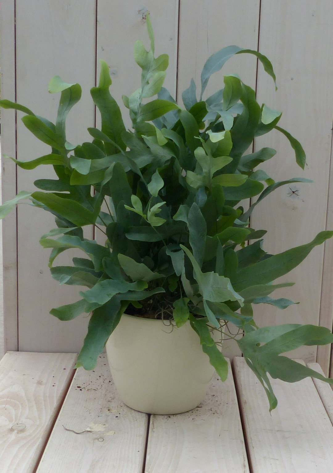 https://cdn.warentuin.nl/media/catalog/product/1/7/1728149900042035_warentuin_natuurlijk_kamerplant_ijzervaren_phlebodium_in_creme_2147.jpg
