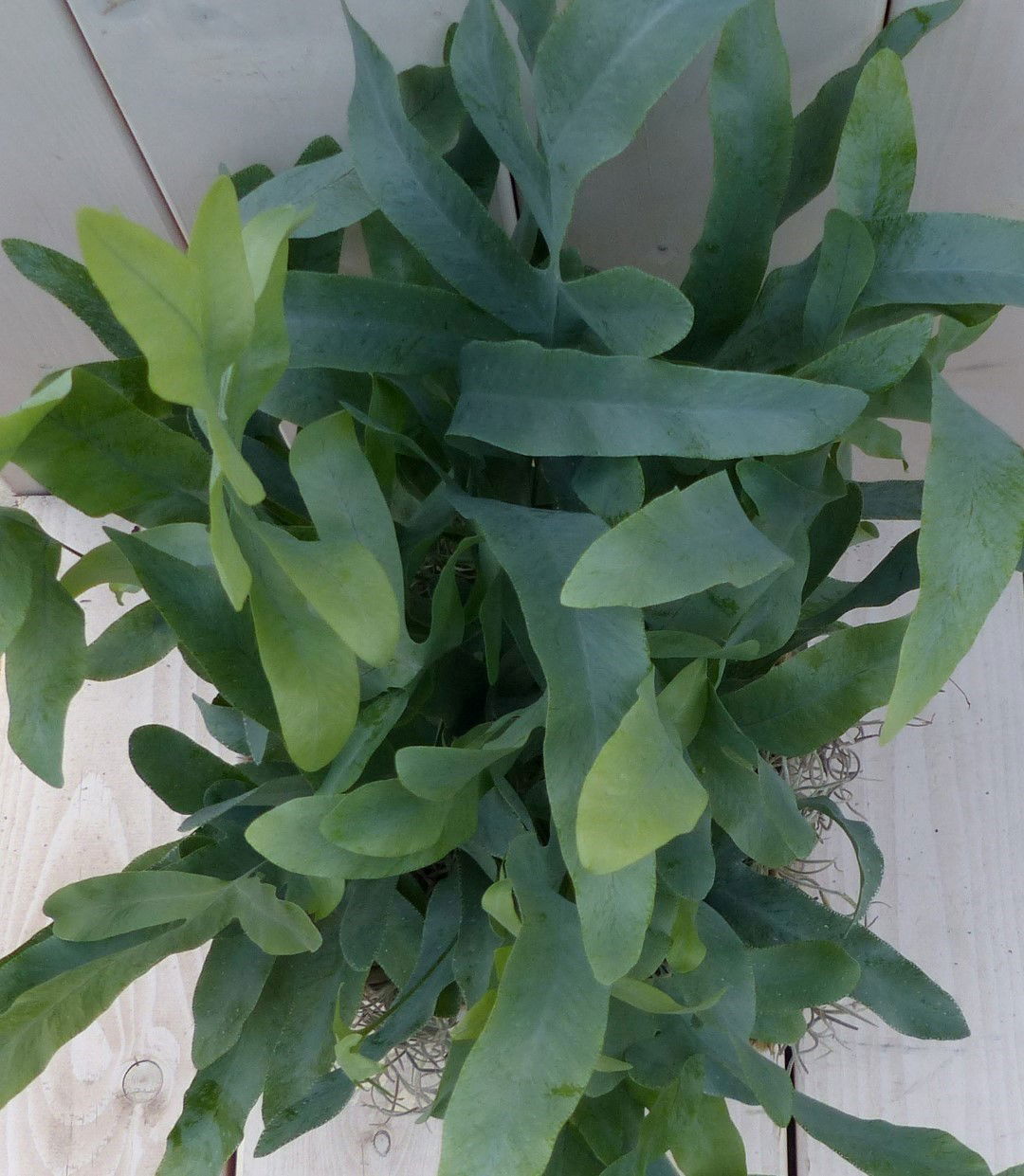 https://cdn.warentuin.nl/media/catalog/product/1/7/1728149900042036_2_warentuin_natuurlijk_kamerplant_ijzervaren_phlebodium_in_man_67b3.jpg