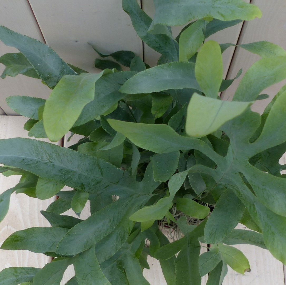 https://cdn.warentuin.nl/media/catalog/product/1/7/1728149900042037_2_warentuin_natuurlijk_kamerplant_ijzervaren_phlebodium_in_rod_4d1b.jpg
