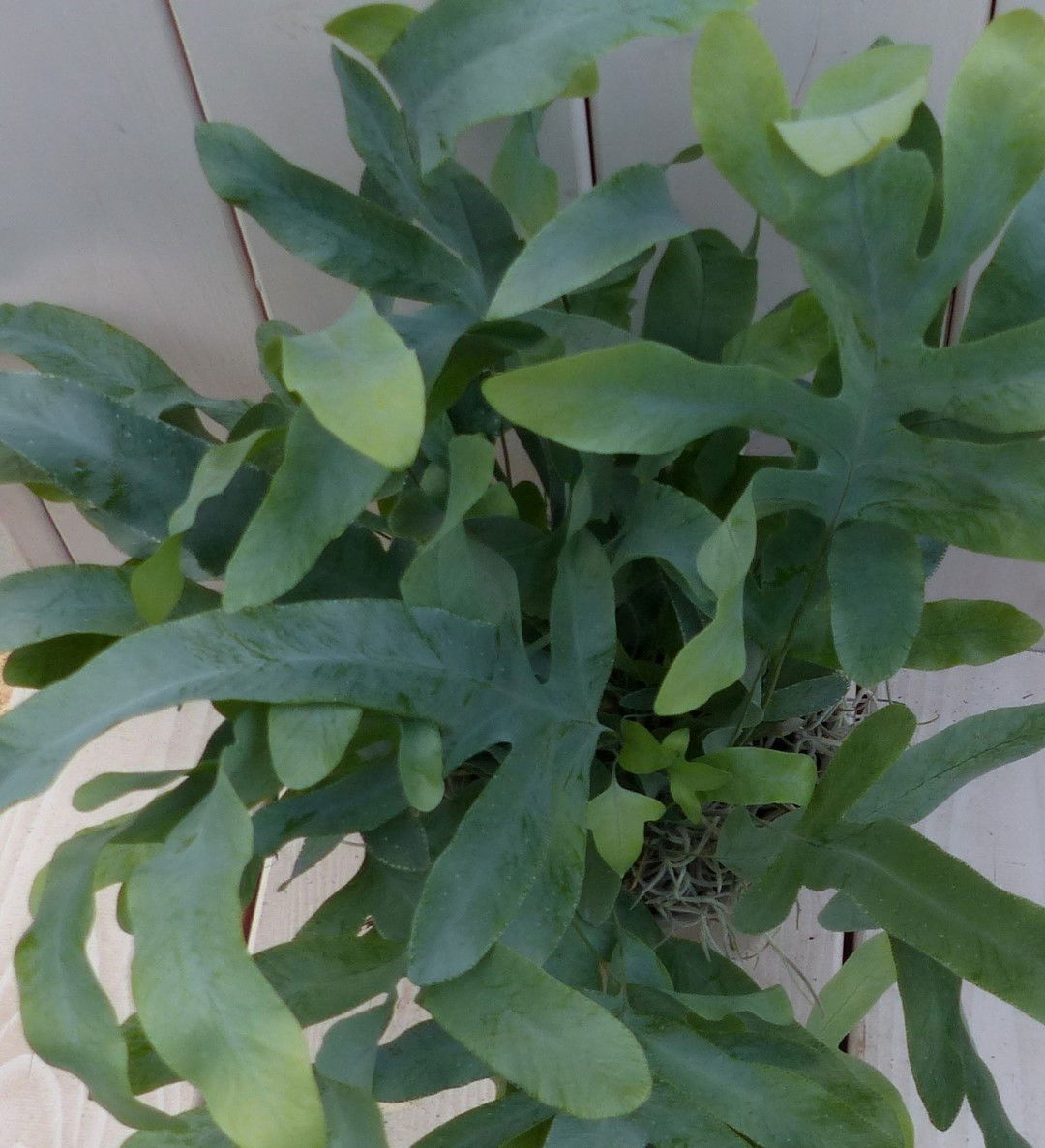 https://cdn.warentuin.nl/media/catalog/product/1/7/1728149900042038_2_warentuin_natuurlijk_kamerplant_ijzervaren_phlebodium_in_tau_12d8.jpg