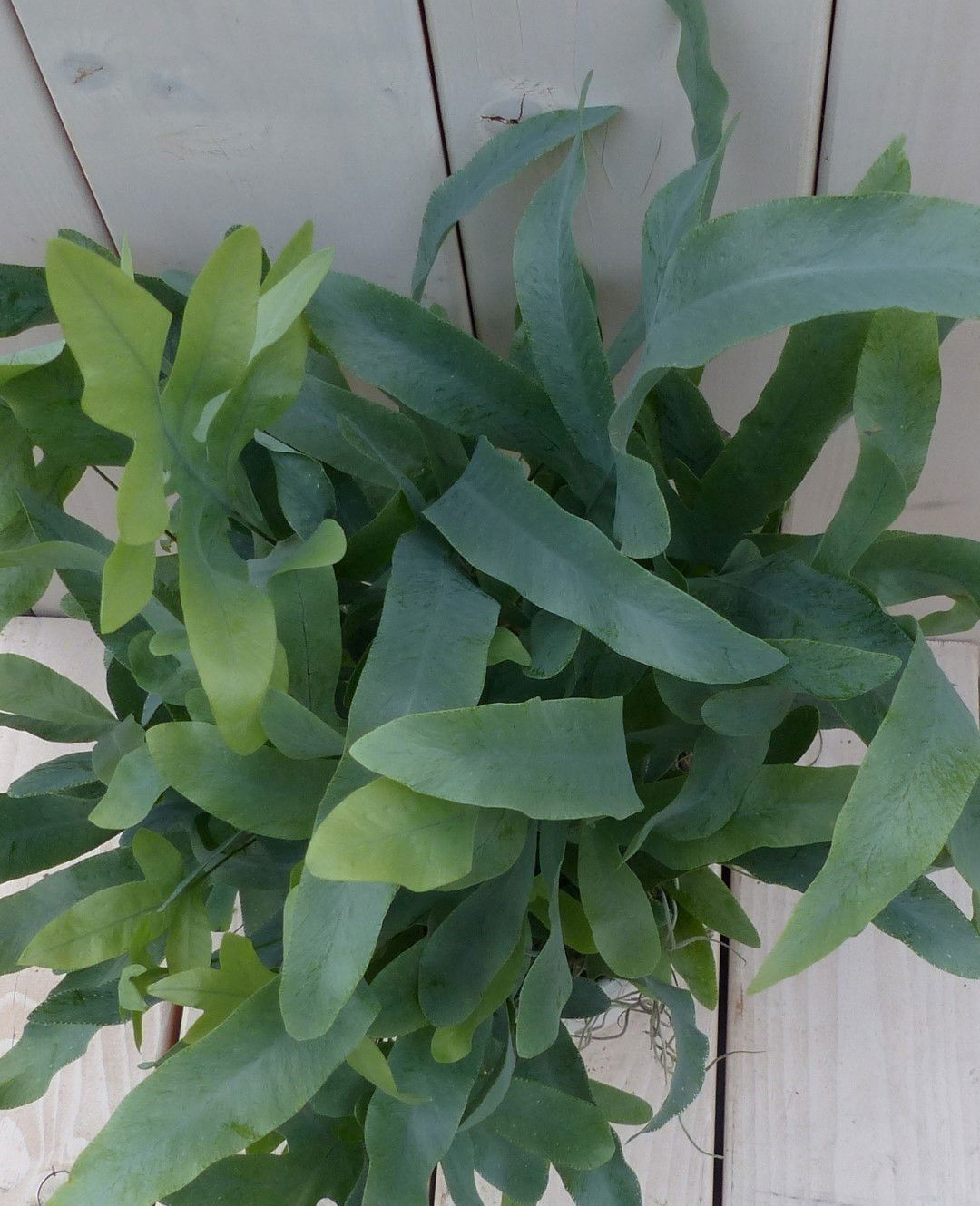 https://cdn.warentuin.nl/media/catalog/product/1/7/1728149900042039_2_warentuin_natuurlijk_kamerplant_ijzervaren_phlebodium_in_wit_7ced.jpg