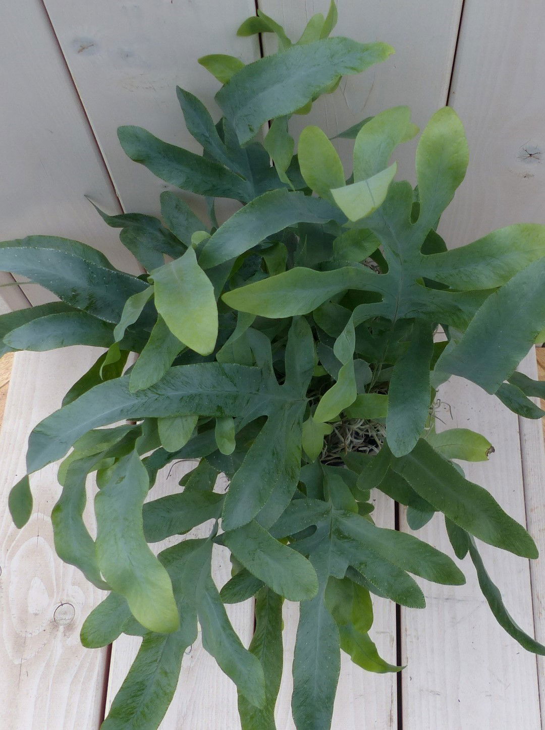 https://cdn.warentuin.nl/media/catalog/product/1/7/1728149900042040_2_warentuin_natuurlijk_kamerplant_ijzervaren_phlebodium_in_zwa_8596.jpg