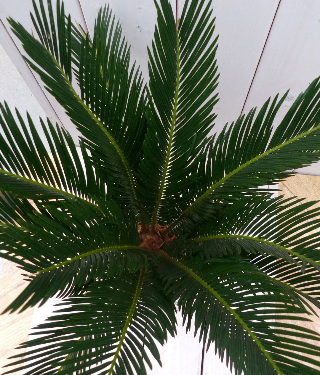https://cdn.warentuin.nl/media/catalog/product/1/7/1728149900042041_2_warentuin_natuurlijk_kamerplant_palmvaren_vredespalm_in_rode_a57f.jpg