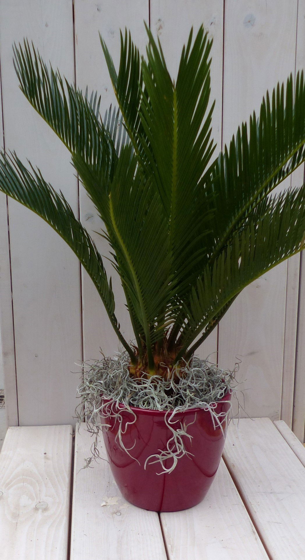 https://cdn.warentuin.nl/media/catalog/product/1/7/1728149900042041_warentuin_natuurlijk_kamerplant_palmvaren_vredespalm_in_rode_p_a901.jpg