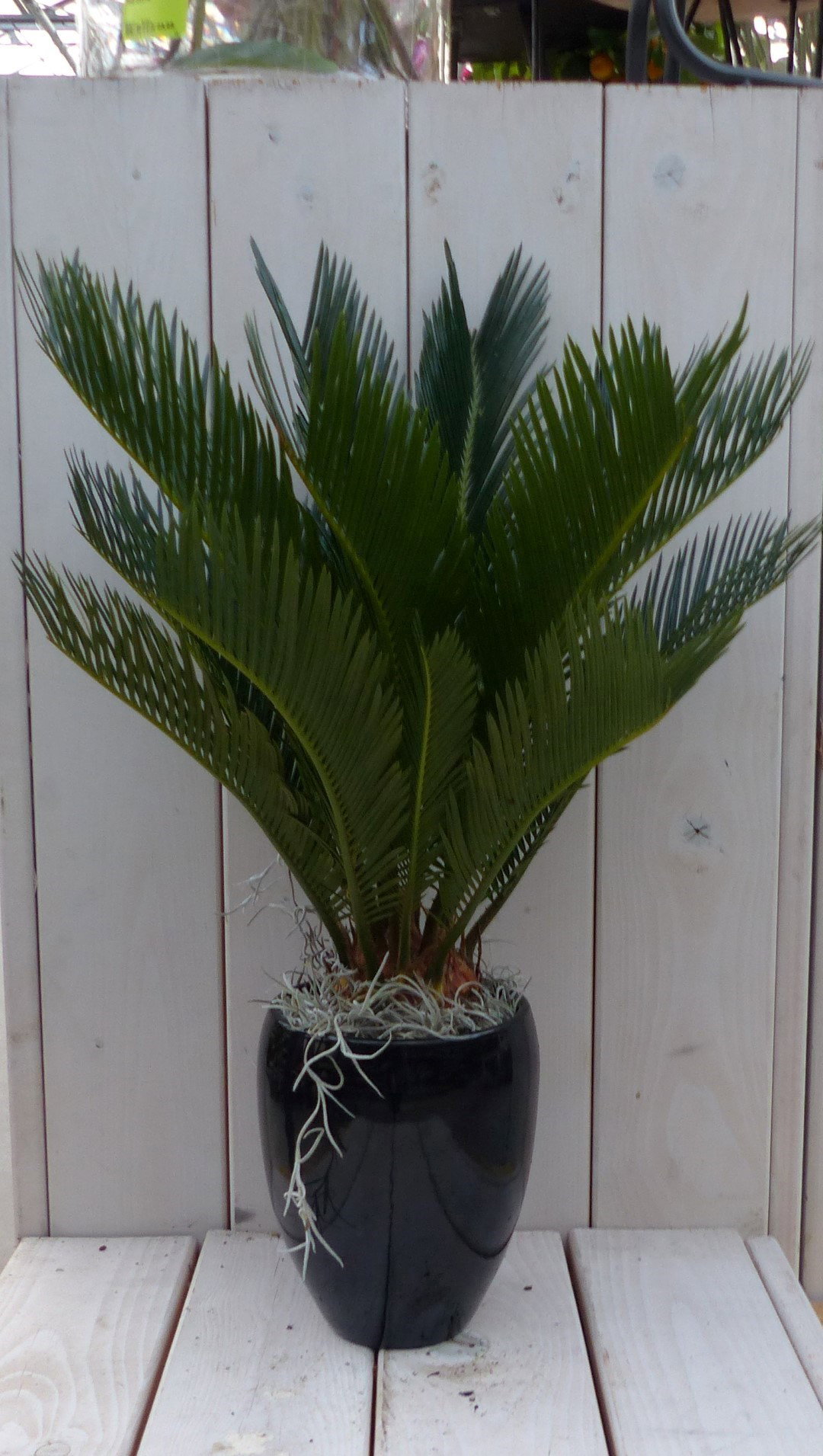 https://cdn.warentuin.nl/media/catalog/product/1/7/1728149900042043_warentuin_natuurlijk_kamerplant_palmvaren_vredespalm_in_hoge_z_b70f.jpg