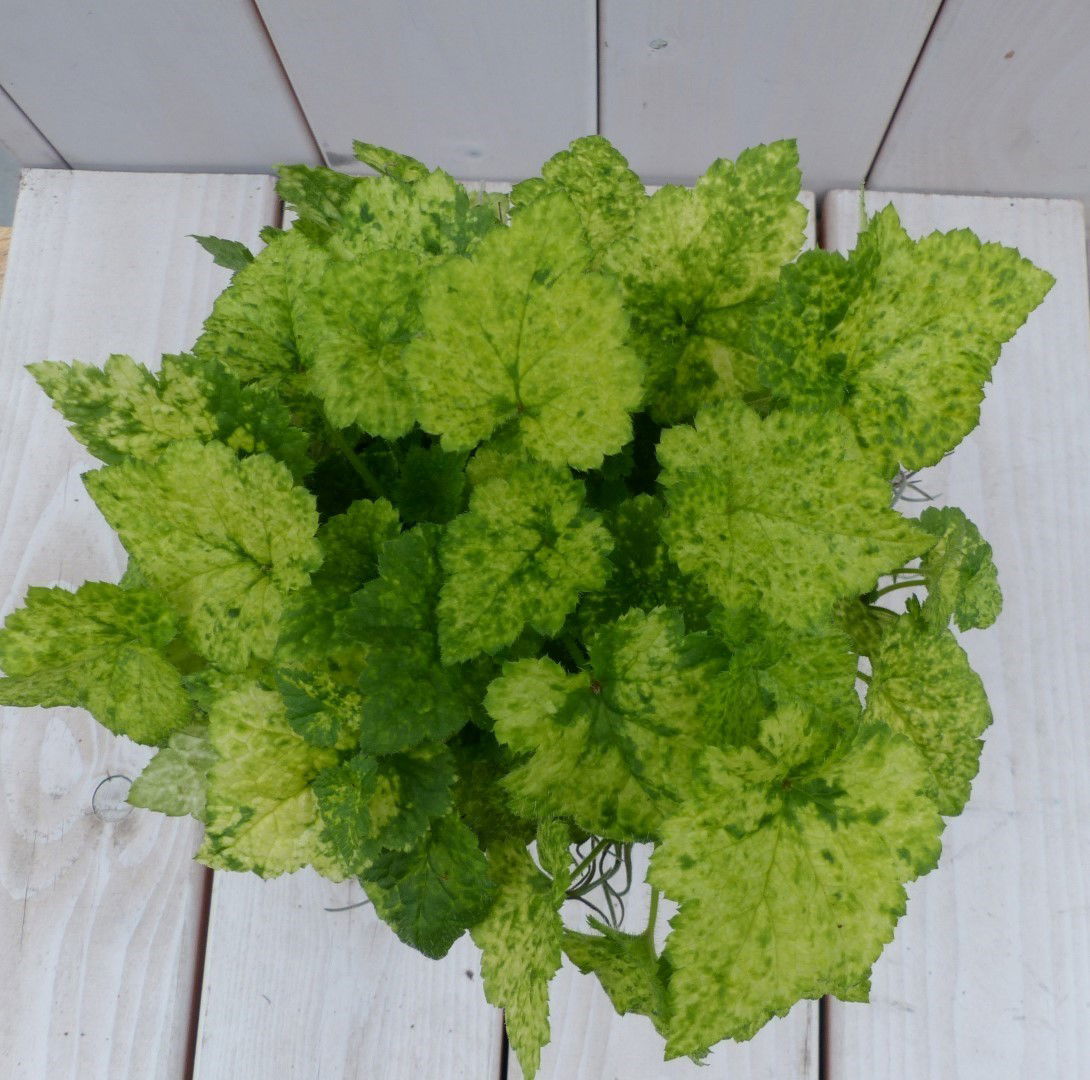 https://cdn.warentuin.nl/media/catalog/product/1/7/1728149900042045_2_warentuin_natuurlijk_kamerplant_kindje_op_moeders_schoot_in__7840.jpg