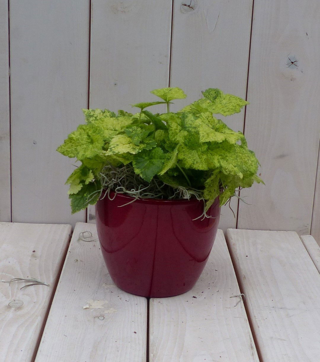 https://cdn.warentuin.nl/media/catalog/product/1/7/1728149900042045_warentuin_natuurlijk_kamerplant_kindje_op_moeders_schoot_in_ro_4fdf.jpg