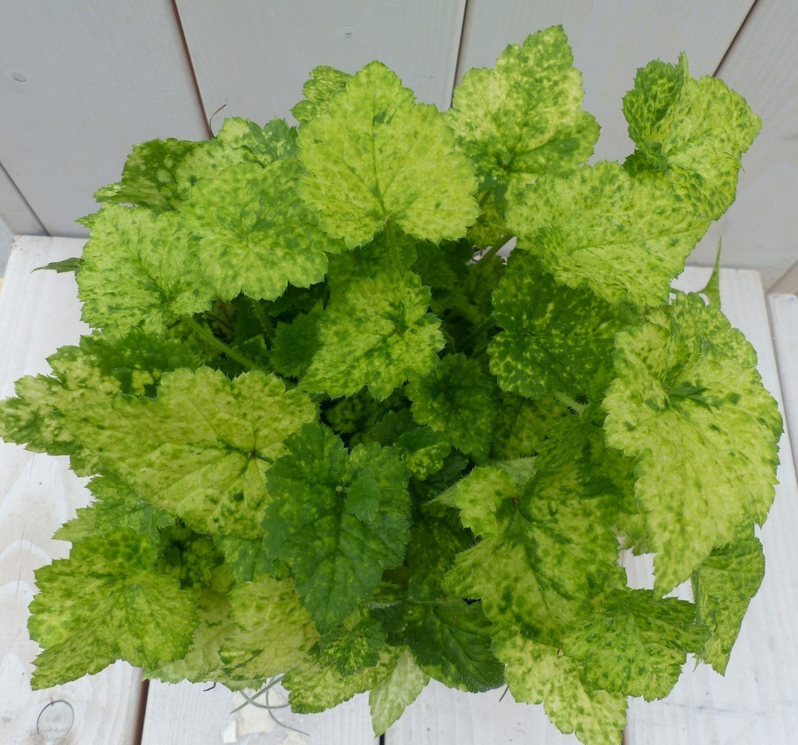 https://cdn.warentuin.nl/media/catalog/product/1/7/1728149900042047_2_warentuin_natuurlijk_kamerplant_kindje_op_moeders_schoot_wit_b91f.jpg