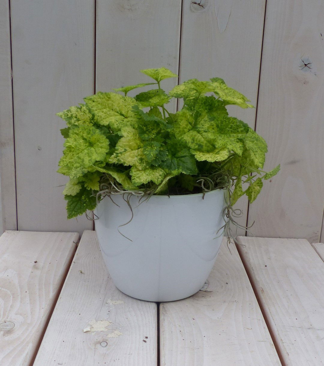 https://cdn.warentuin.nl/media/catalog/product/1/7/1728149900042047_warentuin_natuurlijk_kamerplant_kindje_op_moeders_schoot_witte_8120.jpg