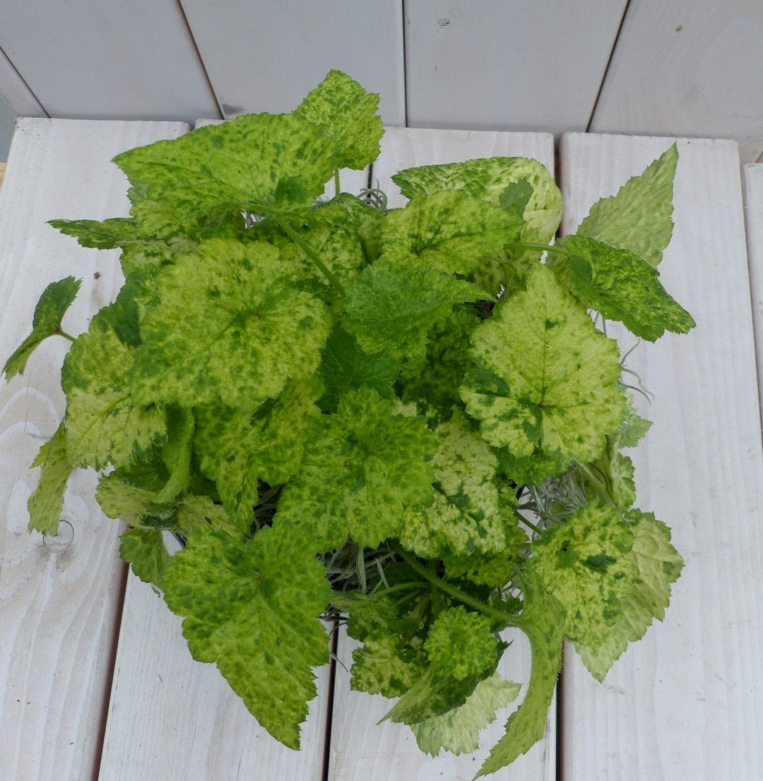 https://cdn.warentuin.nl/media/catalog/product/1/7/1728149900042048_2_warentuin_natuurlijk_kamerplant_kindje_op_moeders_schoot_in__ab0f.jpg