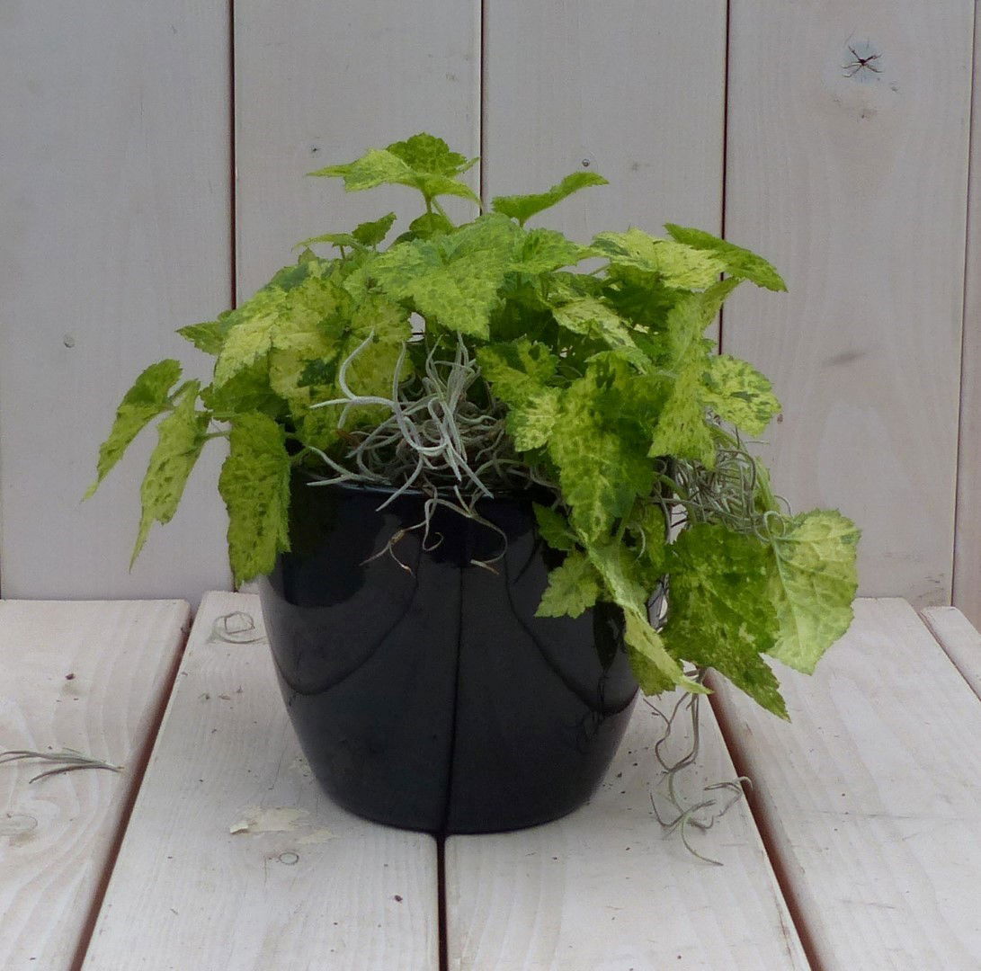 https://cdn.warentuin.nl/media/catalog/product/1/7/1728149900042048_warentuin_natuurlijk_kamerplant_kindje_op_moeders_schoot_in_zw_111e.jpg
