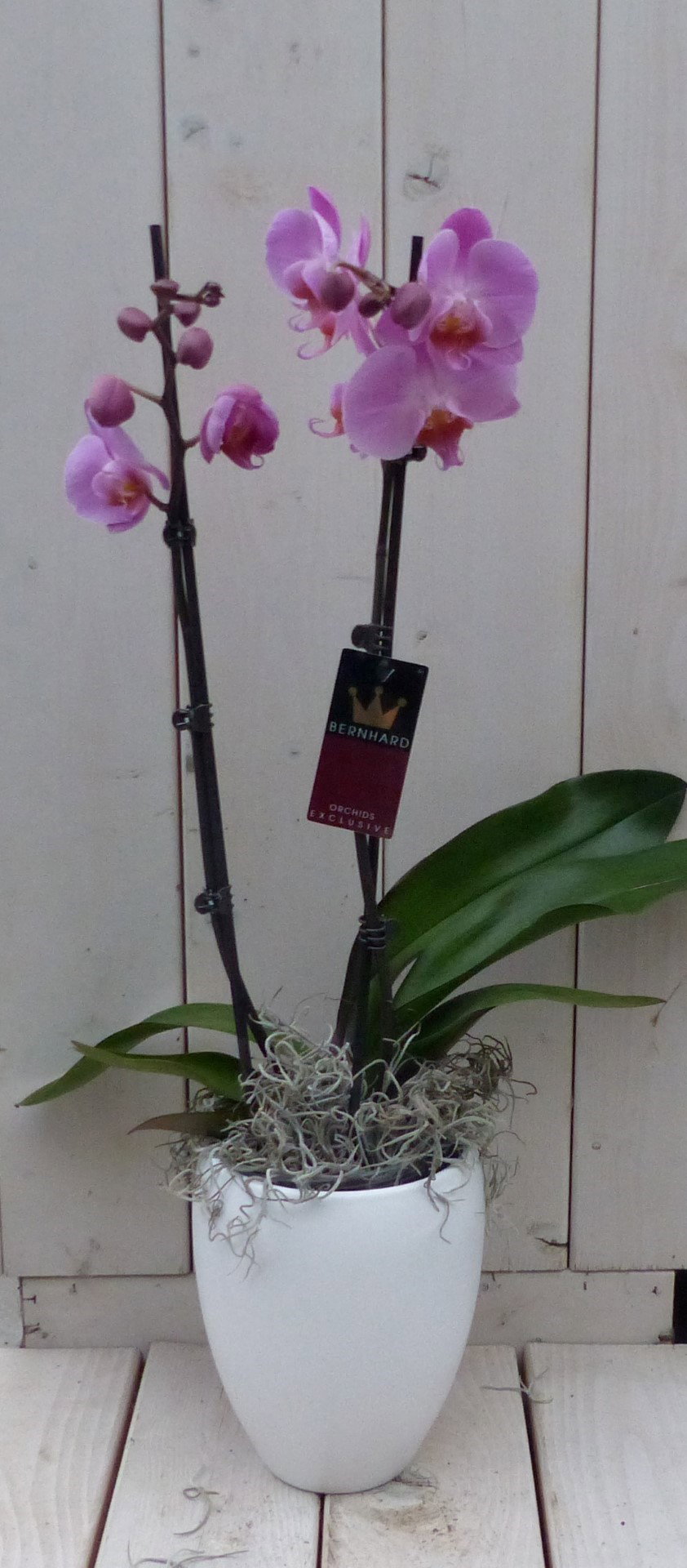 https://cdn.warentuin.nl/media/catalog/product/1/7/1728149900042051_warentuin_natuurlijk_kamerplant_vlinderorchidee_lichtroze_in_h_c0e4.jpg