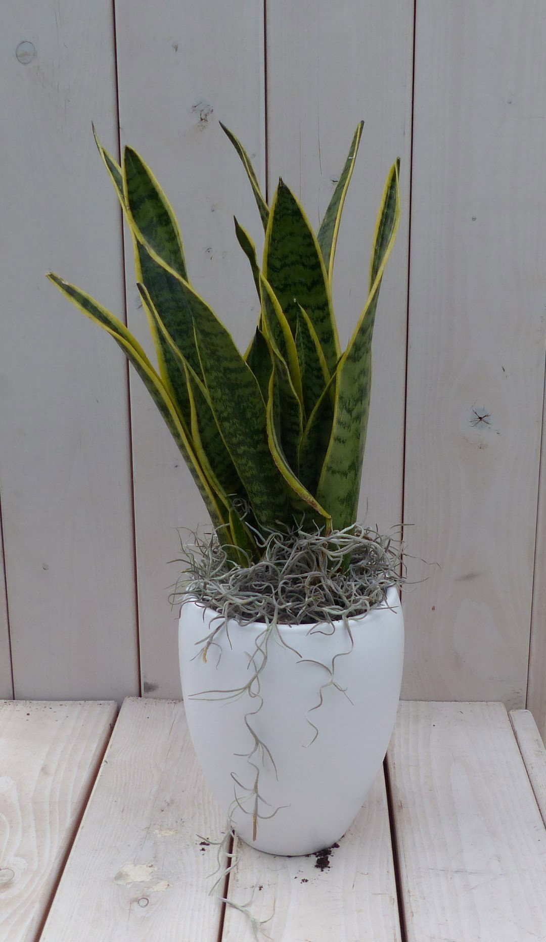 https://cdn.warentuin.nl/media/catalog/product/1/7/1728149900042059_warentuin_natuurlijk_kamerplant_vrouwentong_sansevieria_groeng_ad2d.jpg