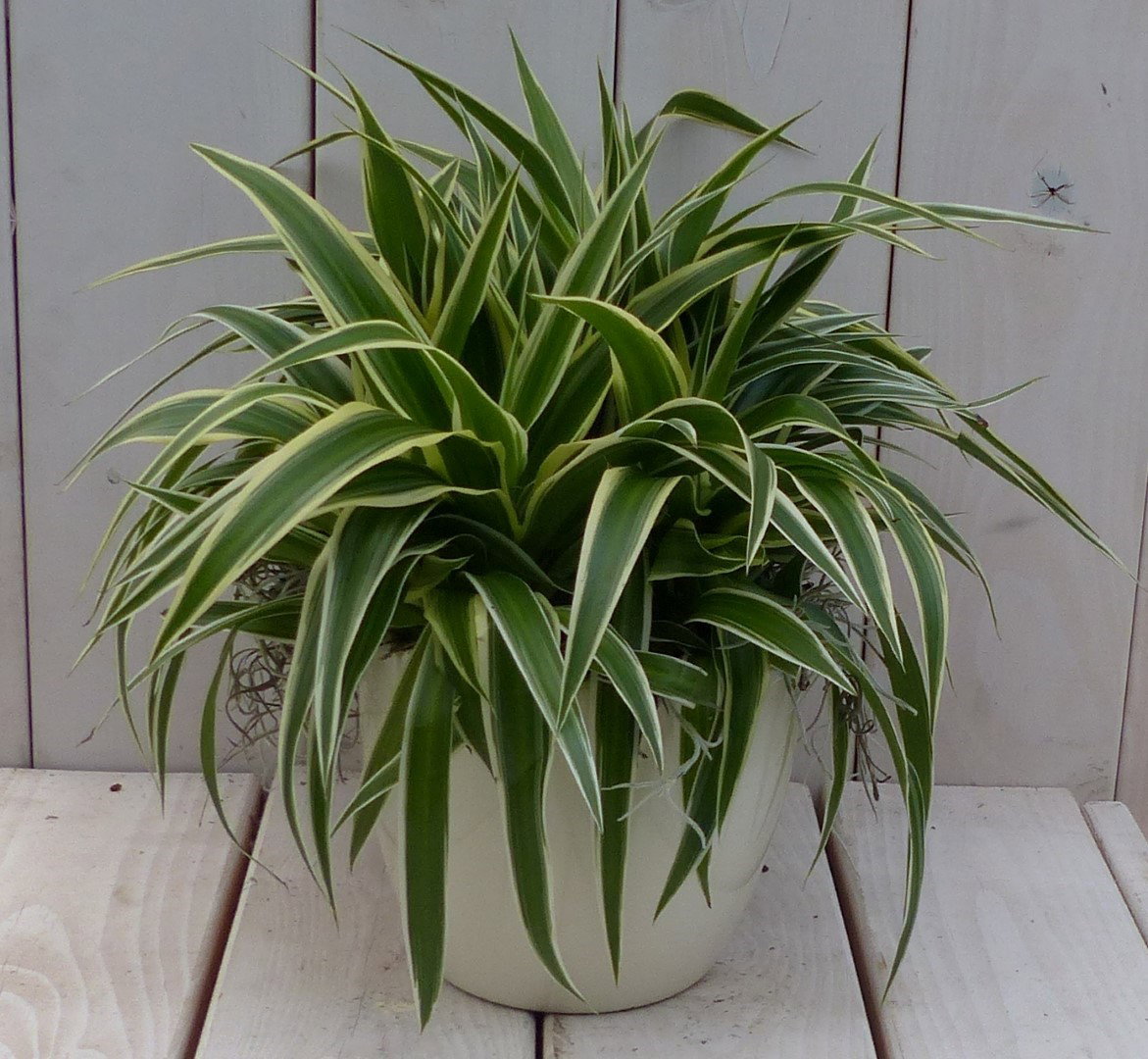 https://cdn.warentuin.nl/media/catalog/product/1/7/1728149900042072_warentuin_natuurlijk_kamerplant_chlorophytum_in_creme_pot_25_c_f80c.jpg