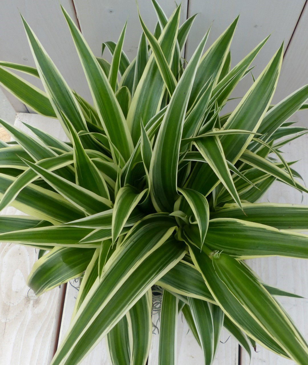 https://cdn.warentuin.nl/media/catalog/product/1/7/1728149900042073_2_warentuin_natuurlijk_kamerplant_chlorophytum_in_mandje_25_cm_9687.jpg