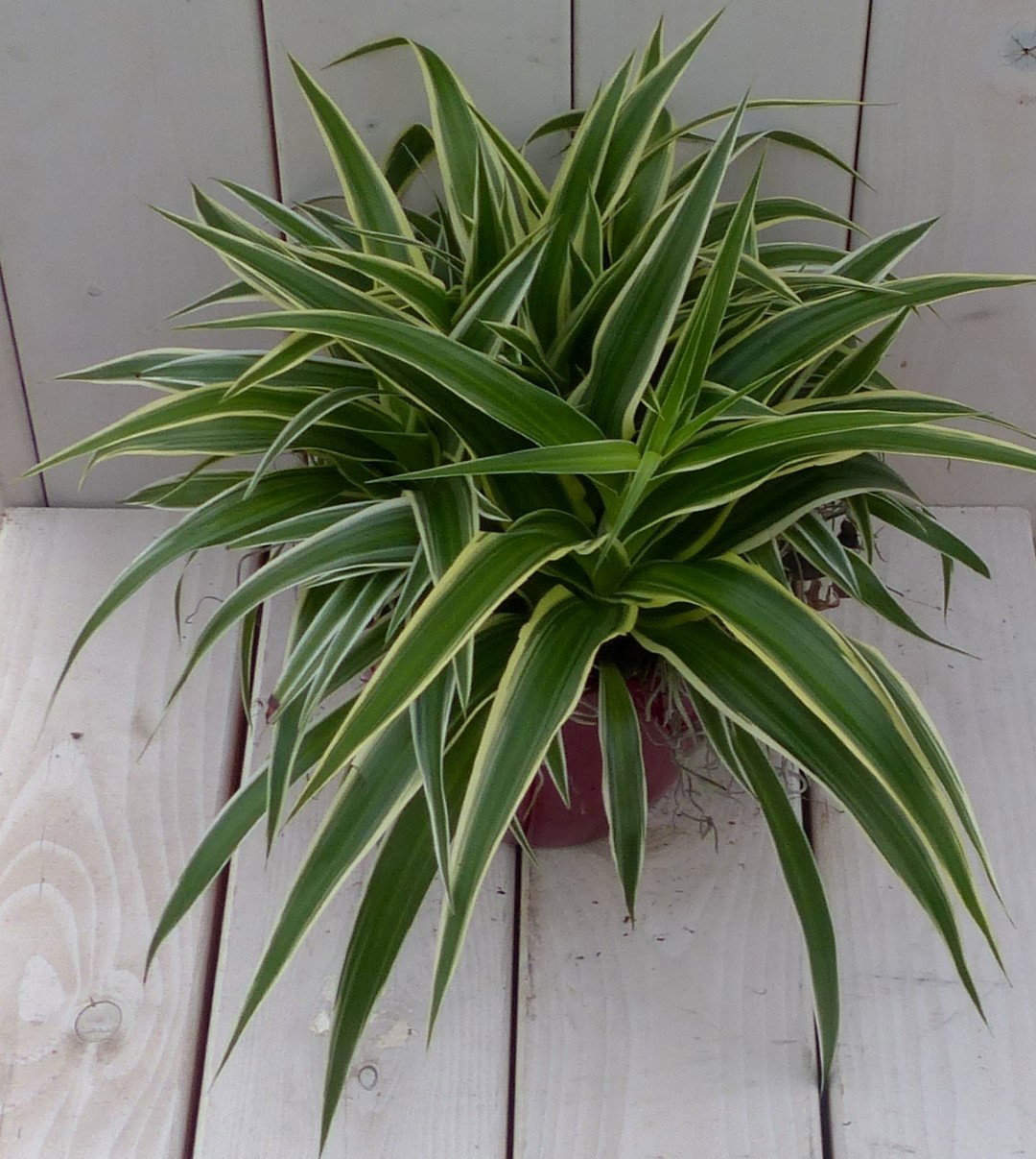 https://cdn.warentuin.nl/media/catalog/product/1/7/1728149900042074_3_warentuin_natuurlijk_kamerplant_chlorophytum_in_donkerrode_p_6a31.jpg