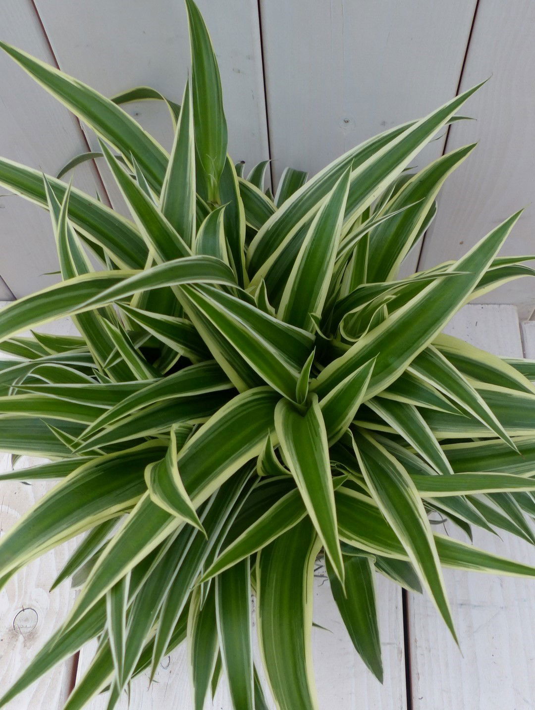 https://cdn.warentuin.nl/media/catalog/product/1/7/1728149900042075_2_warentuin_natuurlijk_kamerplant_chlorophytum_in_taupe_pot_25_ff5a.jpg