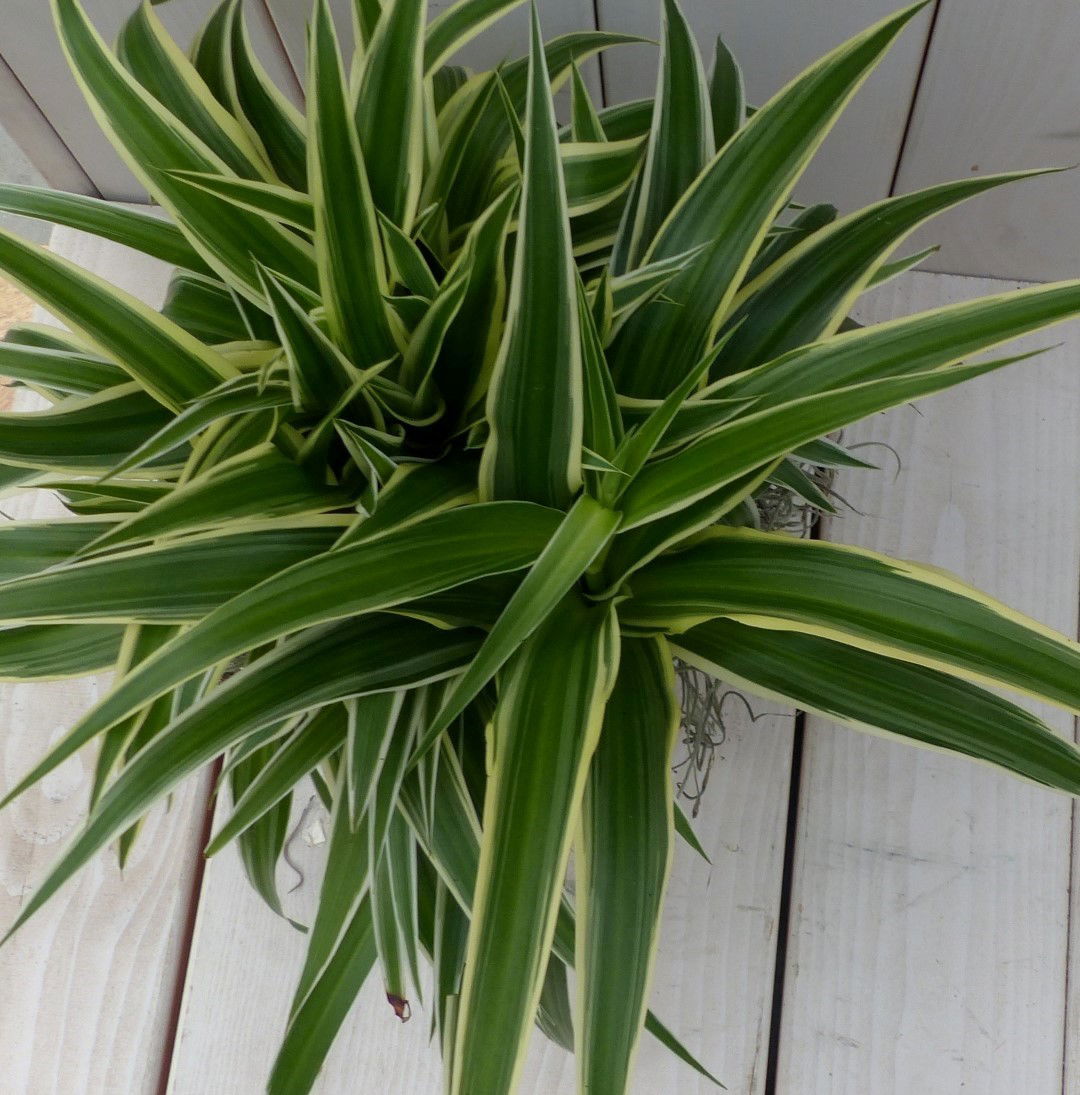 https://cdn.warentuin.nl/media/catalog/product/1/7/1728149900042076_2_warentuin_natuurlijk_kamerplant_chlorophytum_in_witte_pot_25_540f.jpg