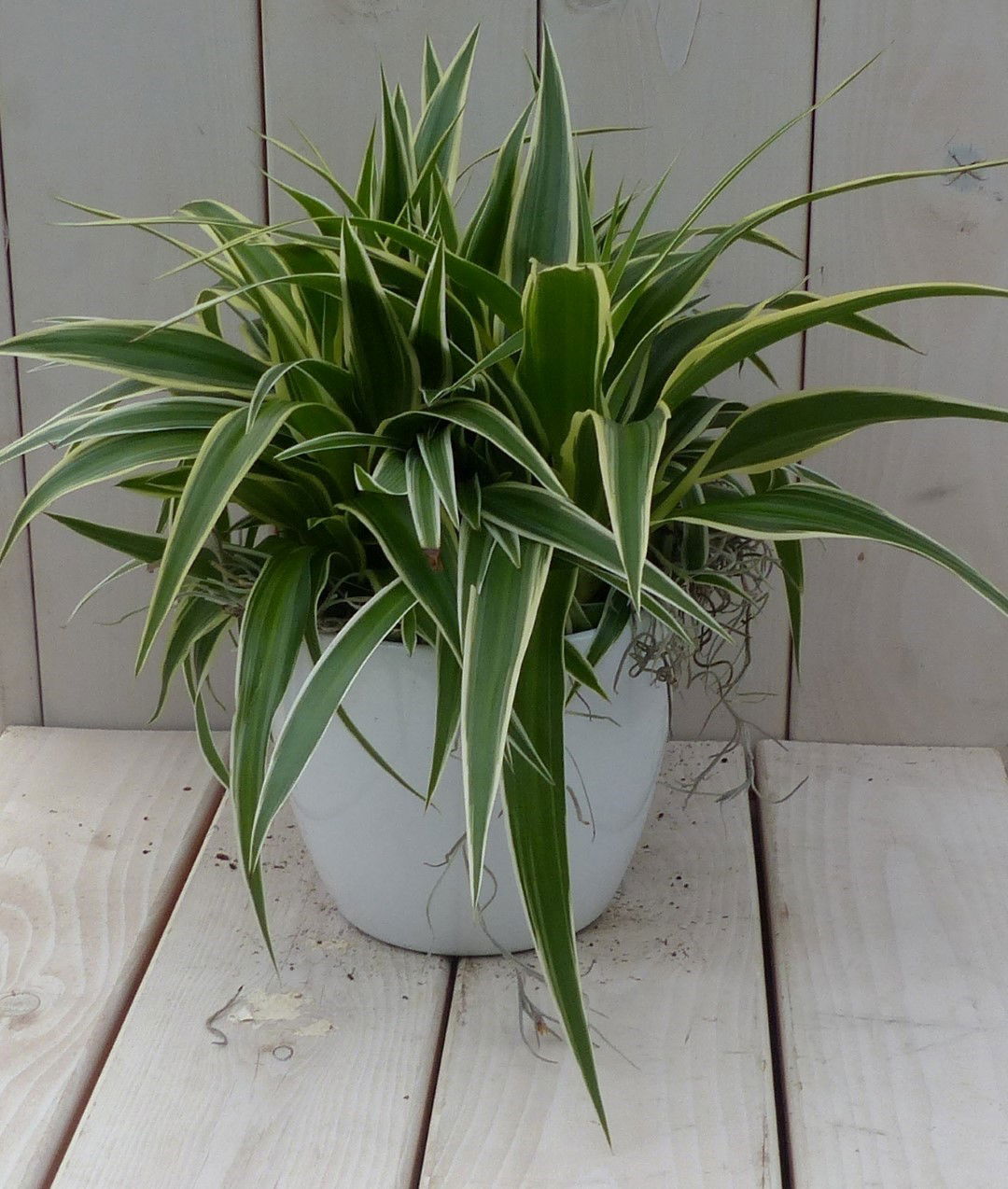 Chlorophytum in witte pot 25 cm Warentuin Natuurlijk