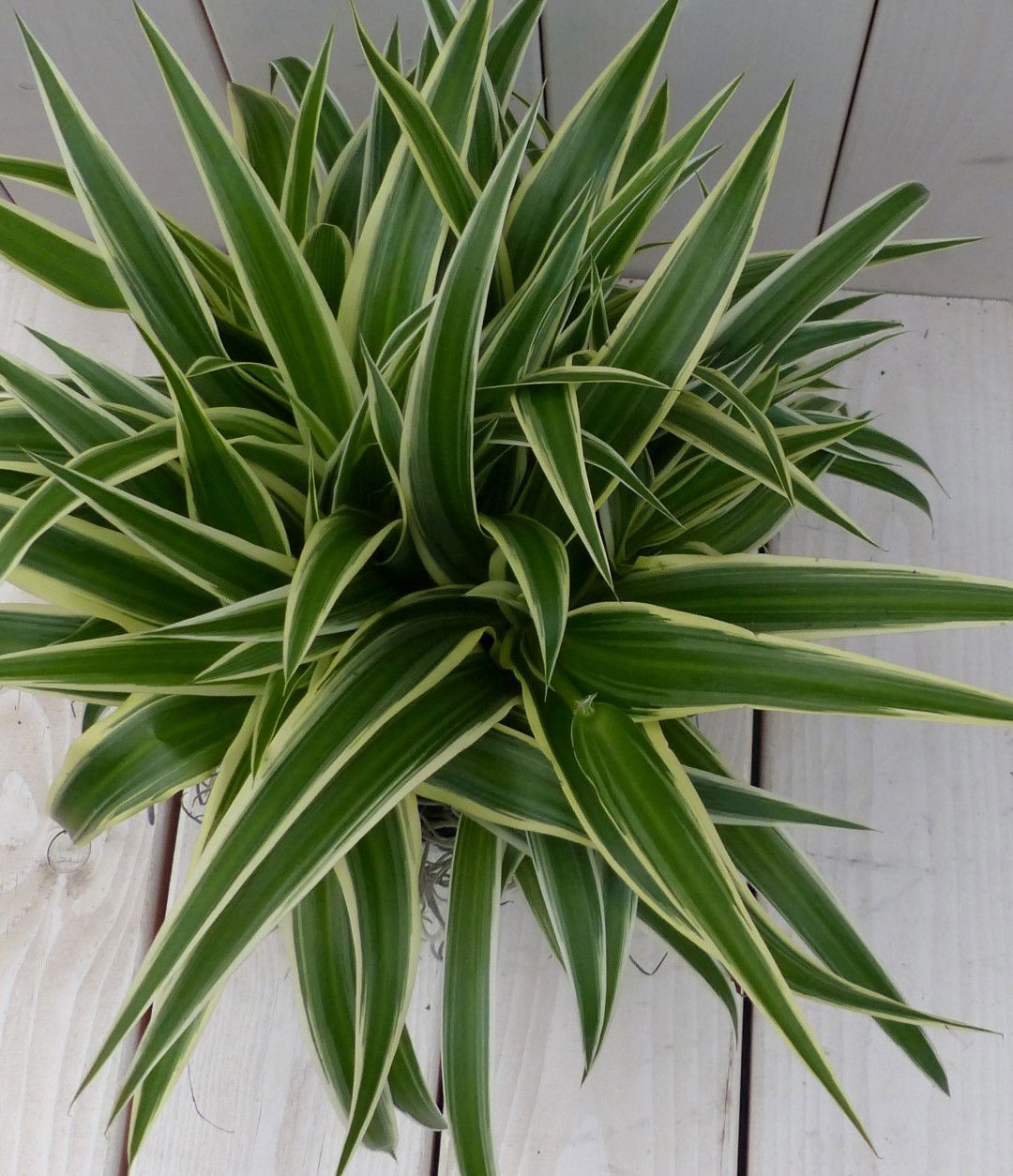 https://cdn.warentuin.nl/media/catalog/product/1/7/1728149900042077_2_warentuin_natuurlijk_kamerplant_chlorophytum_in_zwart_antrac_b079.jpg