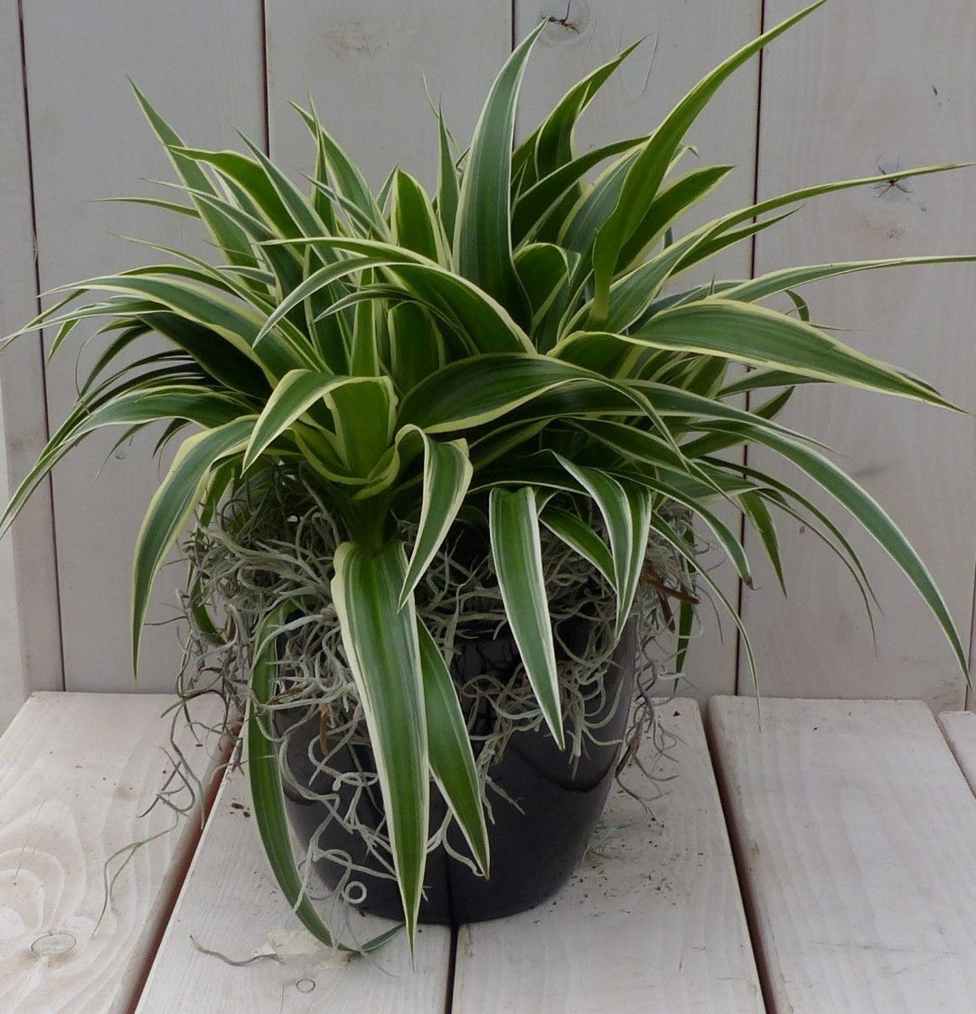 https://cdn.warentuin.nl/media/catalog/product/1/7/1728149900042077_warentuin_natuurlijk_kamerplant_chlorophytum_in_zwart_antracie_e26a.jpg