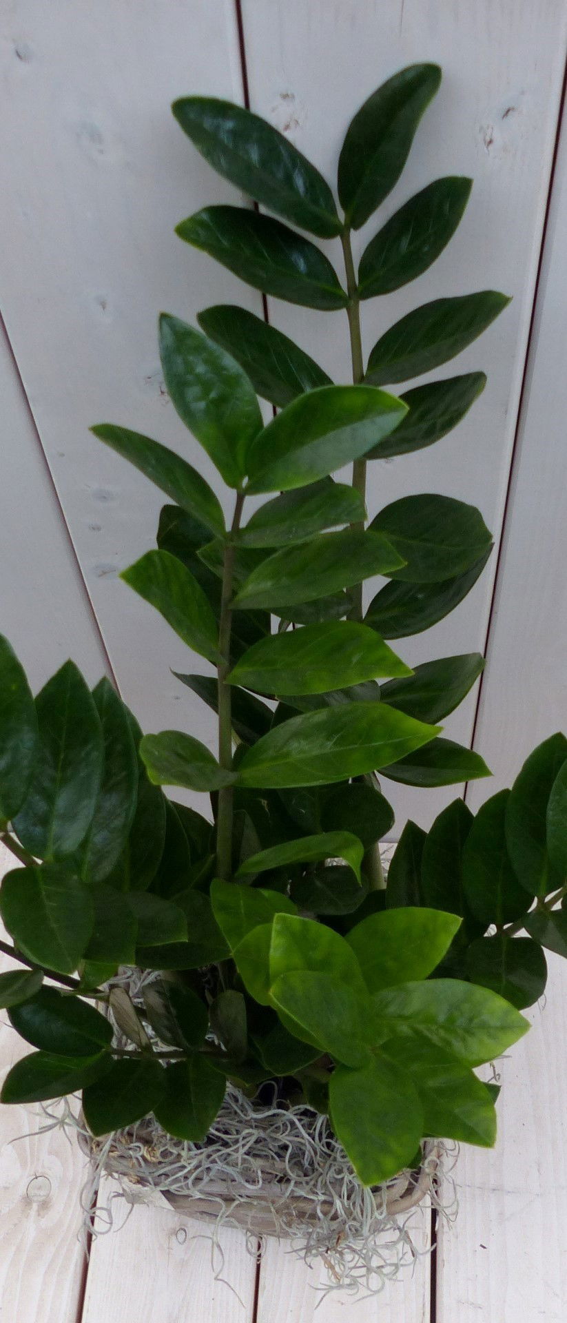 https://cdn.warentuin.nl/media/catalog/product/1/7/1728149900042079_2_warentuin_natuurlijk_kamerplant_zamioculcas_in_mandje_55_cm__00bb.jpg