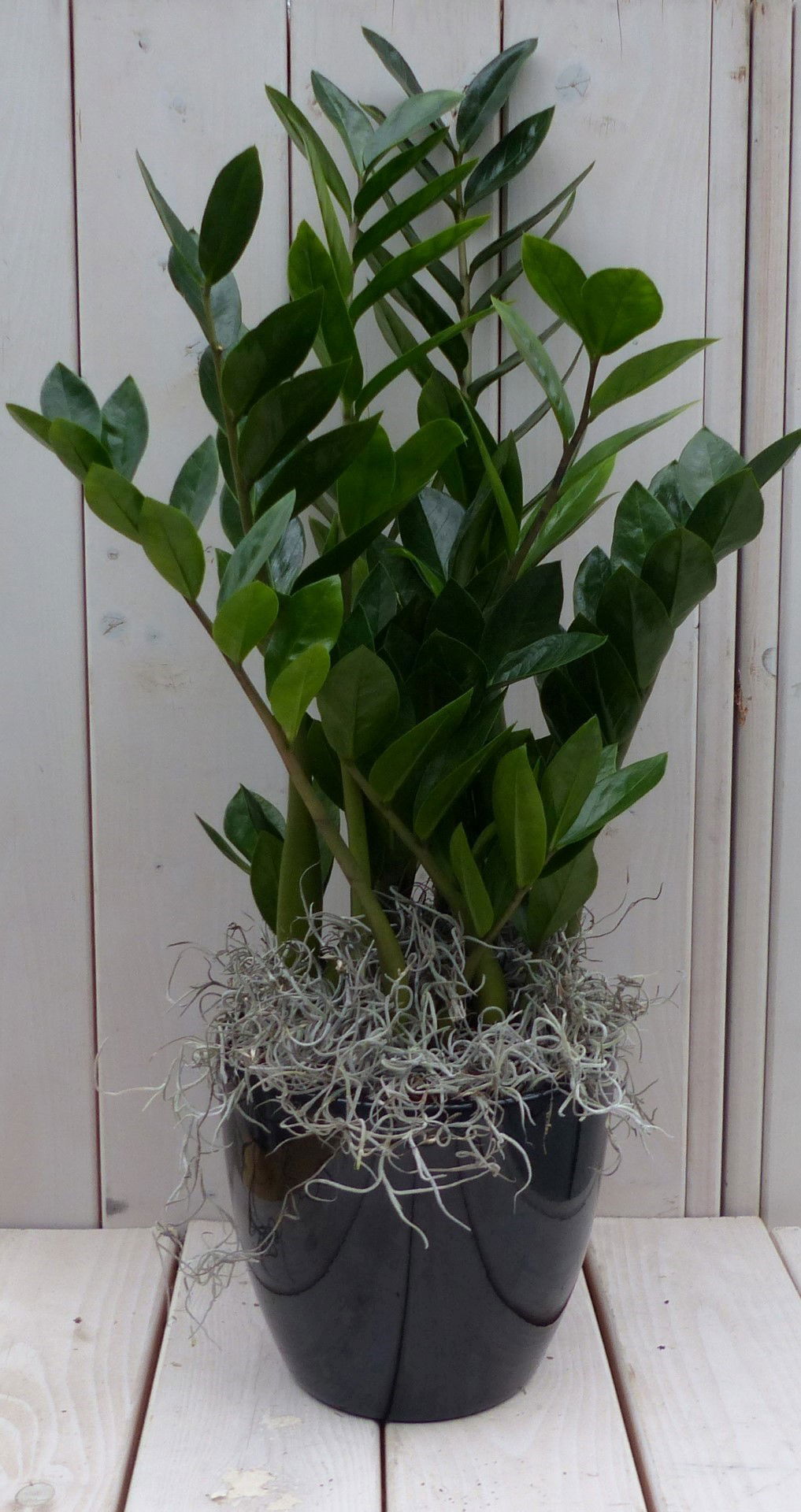 Zamioculcas in zwart antraciete pot 55 cm Warentuin Natuurlijk