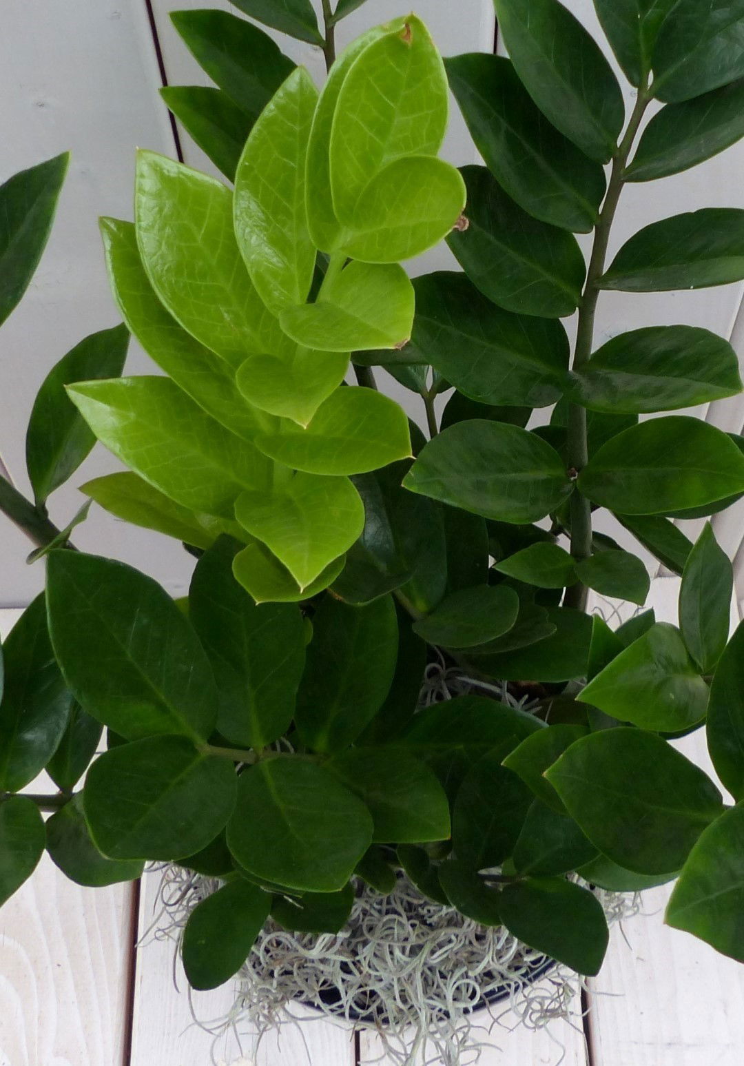 https://cdn.warentuin.nl/media/catalog/product/1/7/1728149900042081_2_warentuin_natuurlijk_kamerplant_zamioculcas_in_donkerrode_po_c1b5.jpg