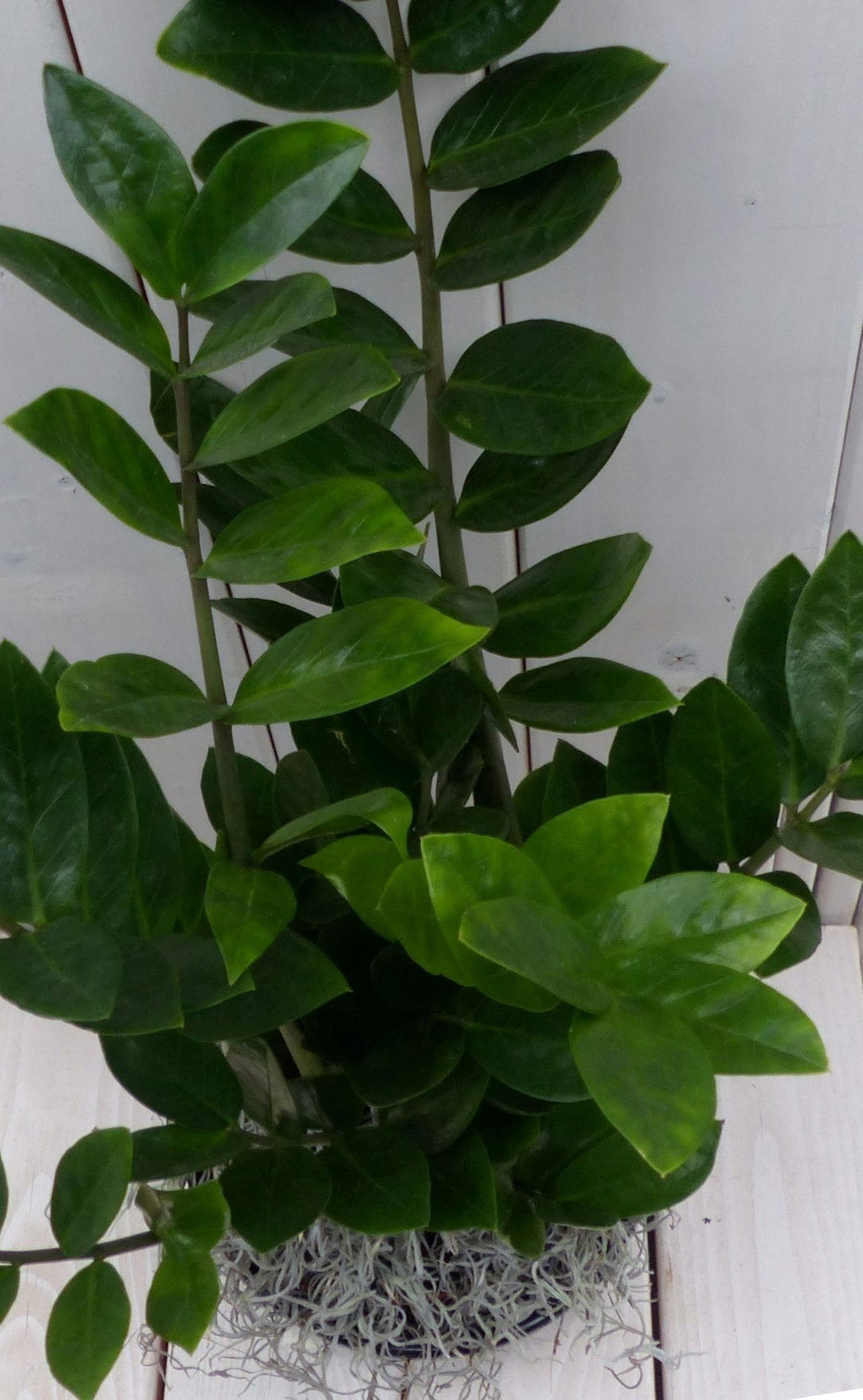 https://cdn.warentuin.nl/media/catalog/product/1/7/1728149900042082_2_warentuin_natuurlijk_kamerplant_zamioculcas_in_taupe_pot_55__1b73.jpg