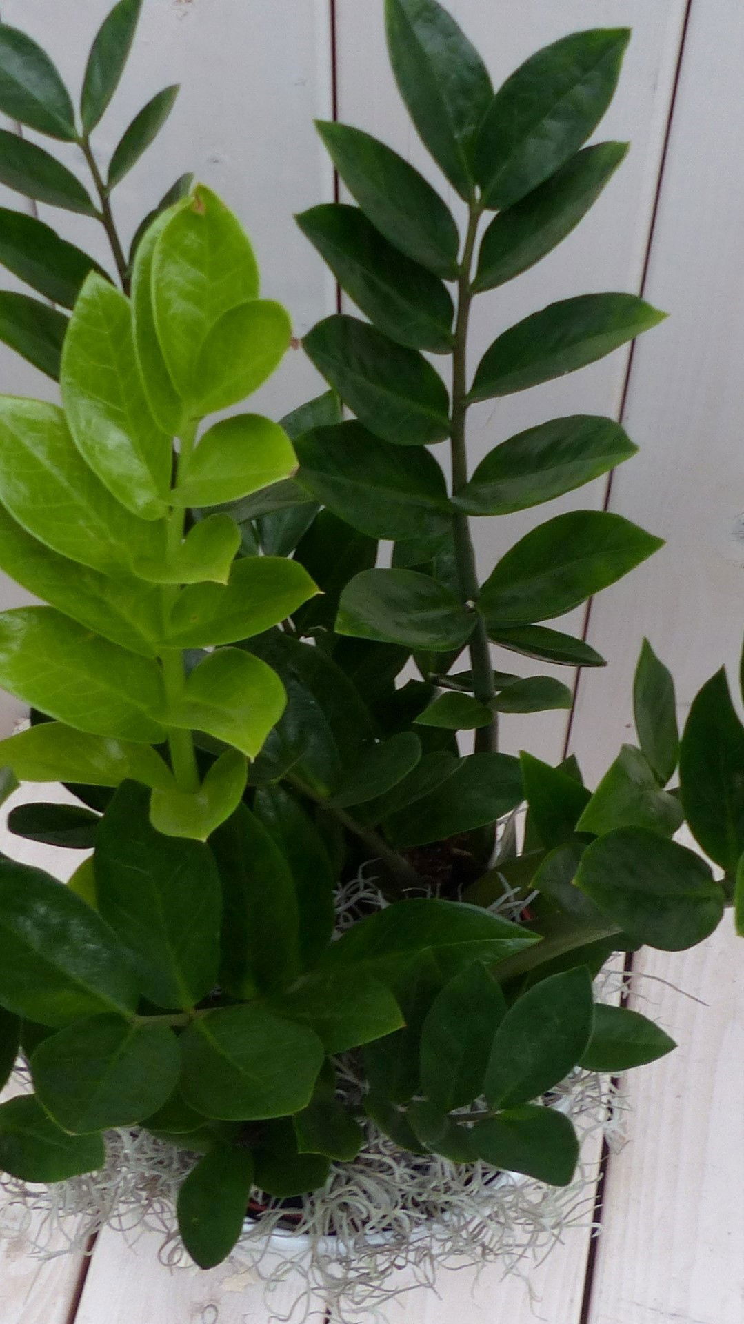 https://cdn.warentuin.nl/media/catalog/product/1/7/1728149900042083_2_warentuin_natuurlijk_kamerplant_zamioculcas_in_witte_pot_55__35b4.jpg