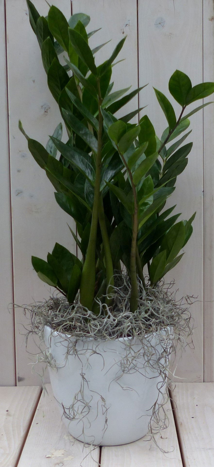 Zamioculcas in witte pot 55 cm Warentuin Natuurlijk