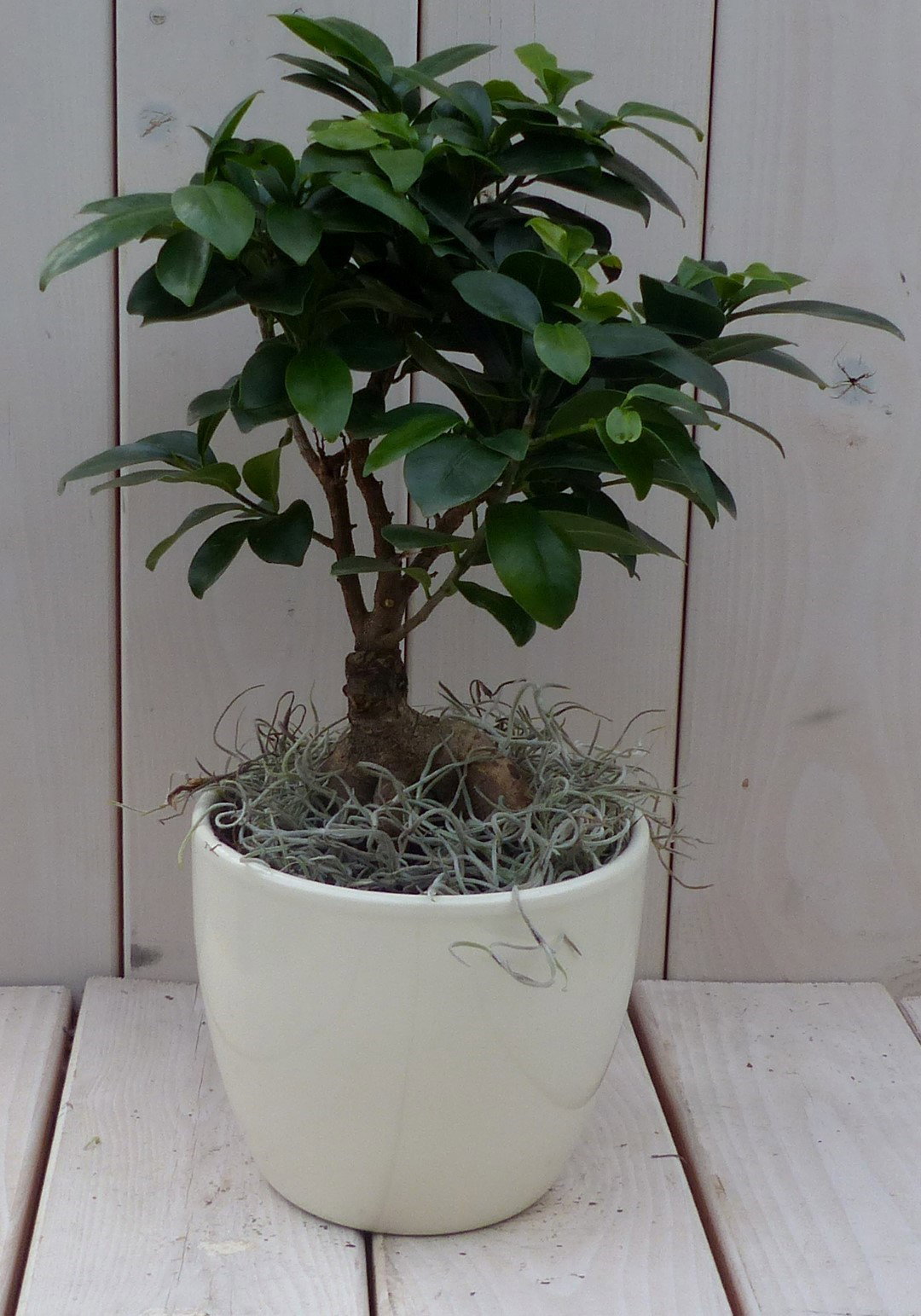 https://cdn.warentuin.nl/media/catalog/product/1/7/1728149900042097_warentuin_natuurlijk_kamerplant_bonsai_ficus_microcarpa_creme__4c69.jpg