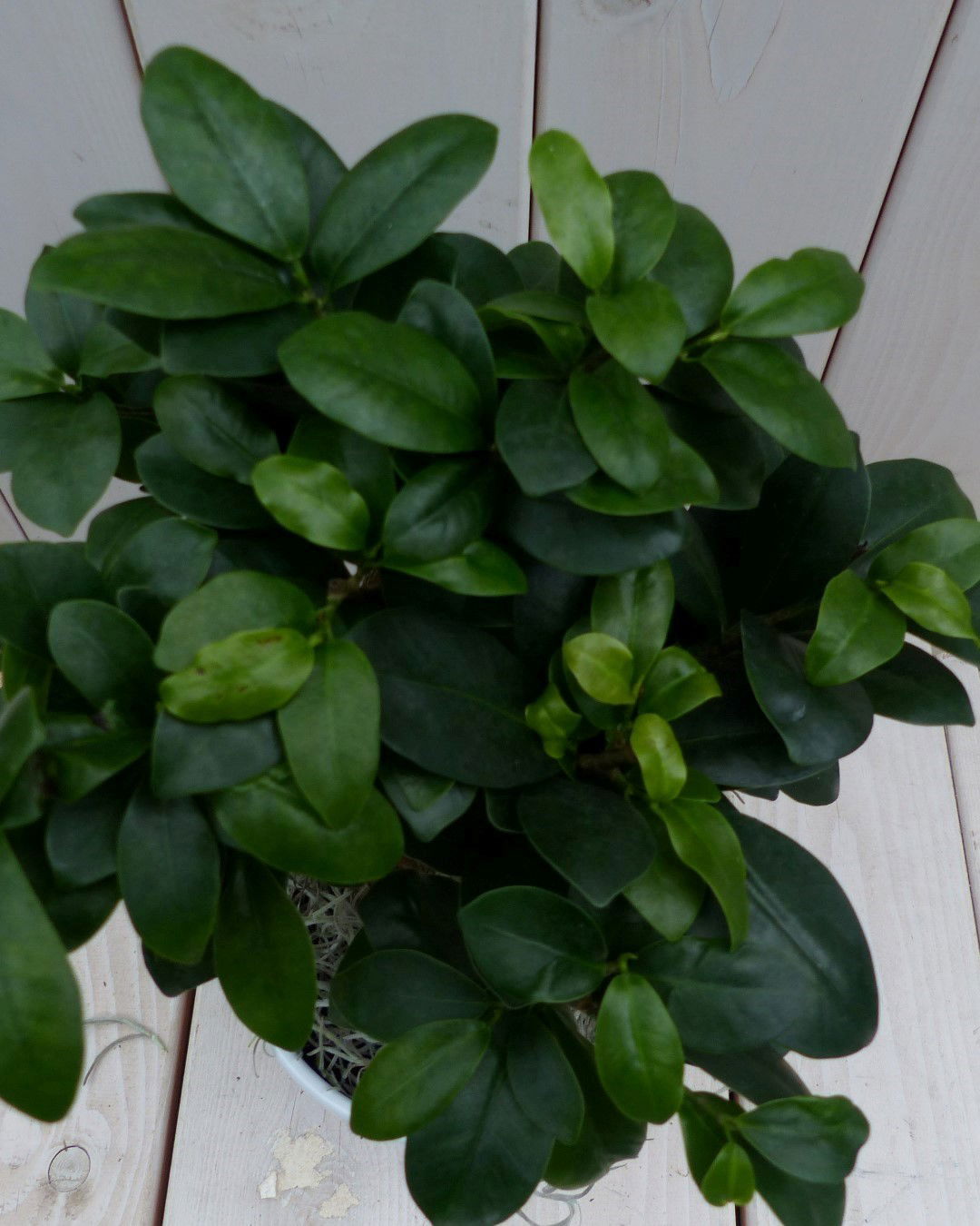 https://cdn.warentuin.nl/media/catalog/product/1/7/1728149900042098_2_warentuin_natuurlijk_kamerplant_bonsai_ficus_microcarpa_rode_3fc8.jpg