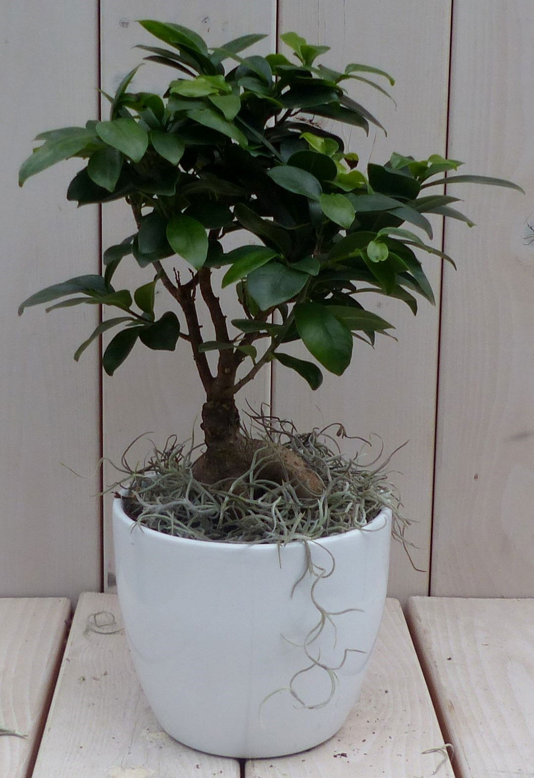Bonsai Ficus microcarpa witte pot 30 cm Warentuin Natuurlijk