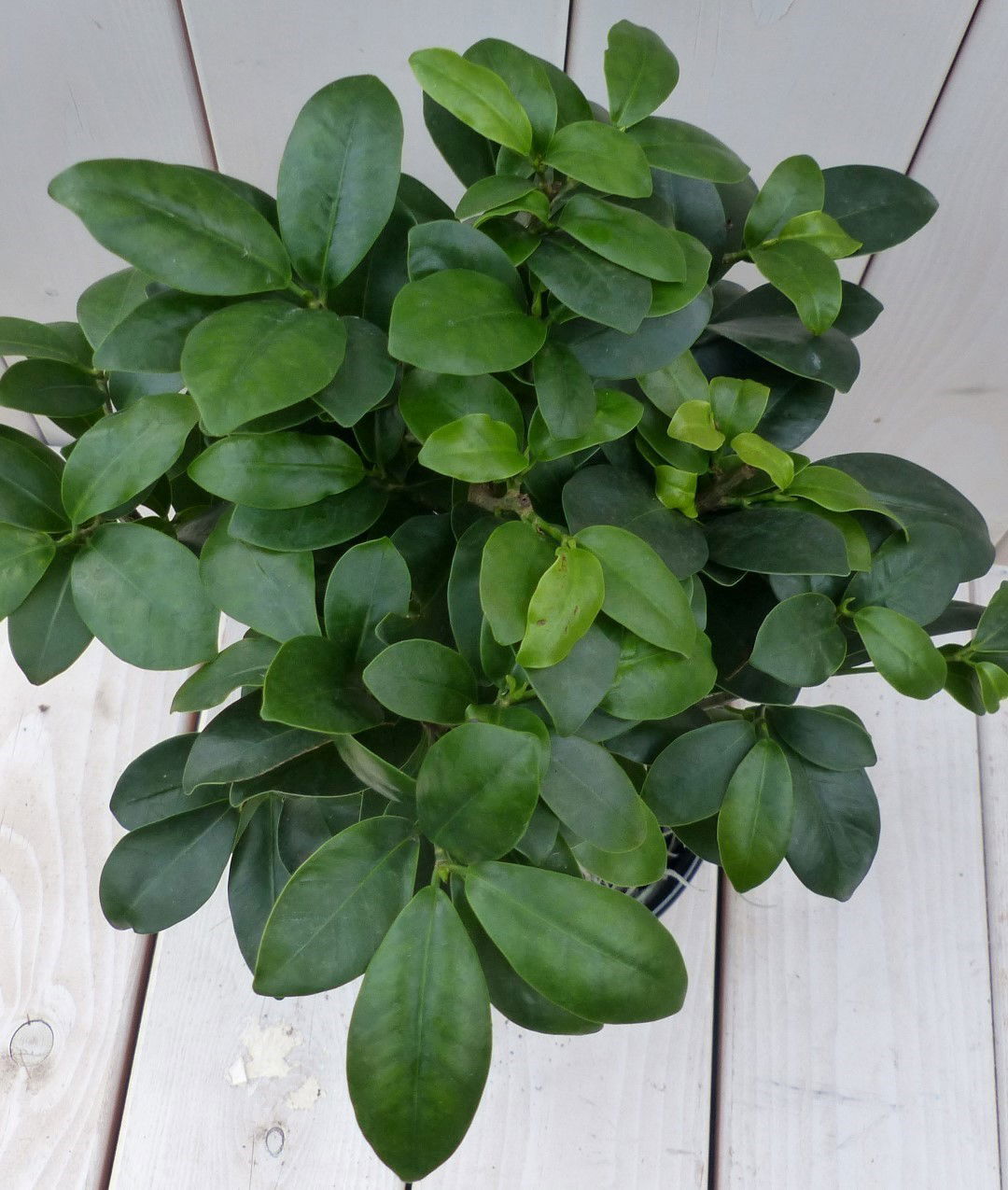 https://cdn.warentuin.nl/media/catalog/product/1/7/1728149900042101_2_warentuin_natuurlijk_kamerplant_bonsai_ficus_microcarpa_zwar_d44e.jpg