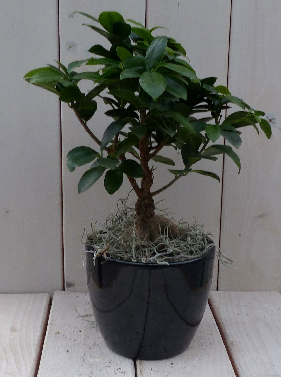 Bonsai Ficus microcarpa zwarte antraciete pot 30 cm Warentuin Natuurlijk