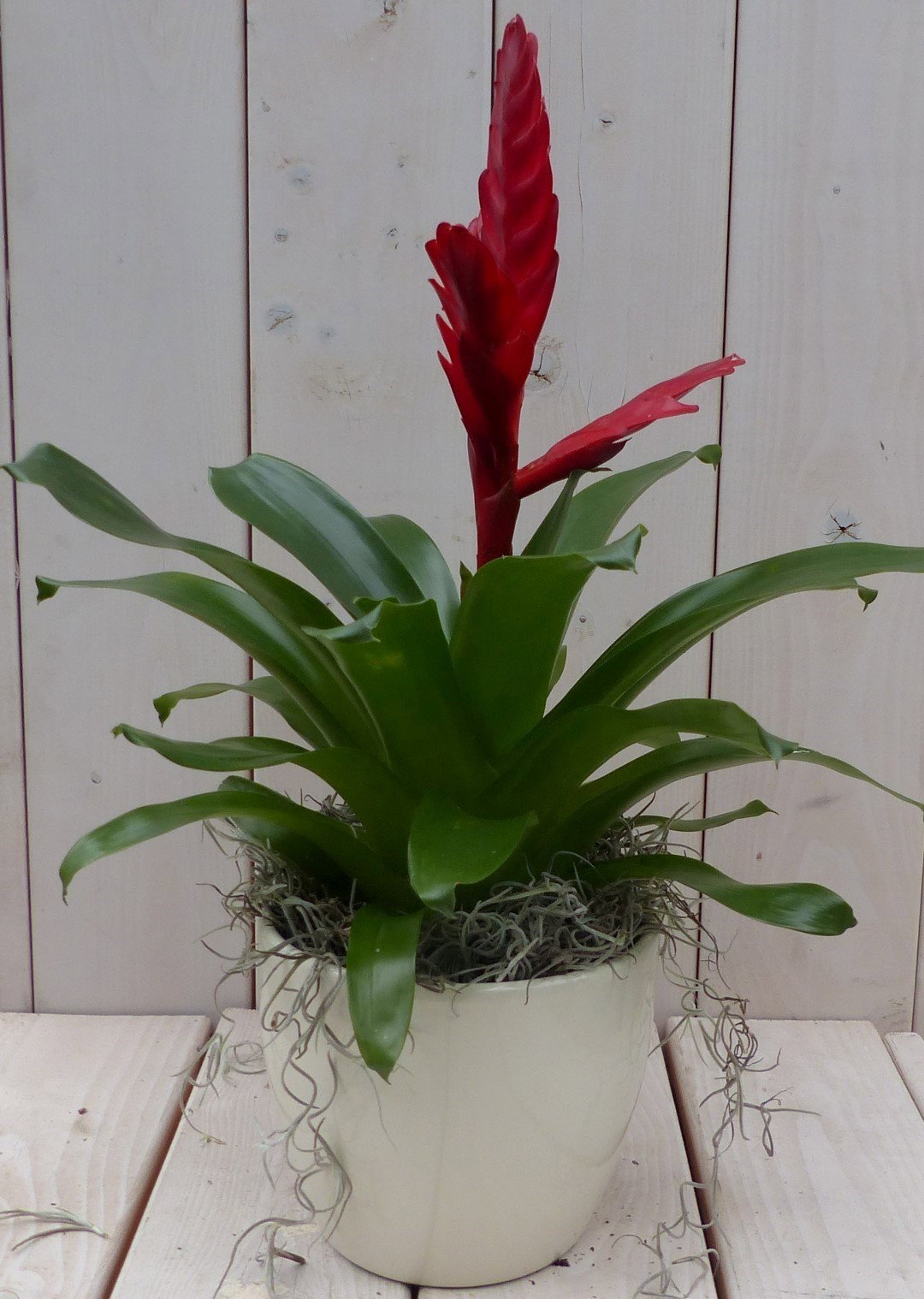 https://cdn.warentuin.nl/media/catalog/product/1/7/1728149900042102_warentuin_natuurlijk_kamerplant_bromelia_creme_pot_30_cm_waren_058c.jpg