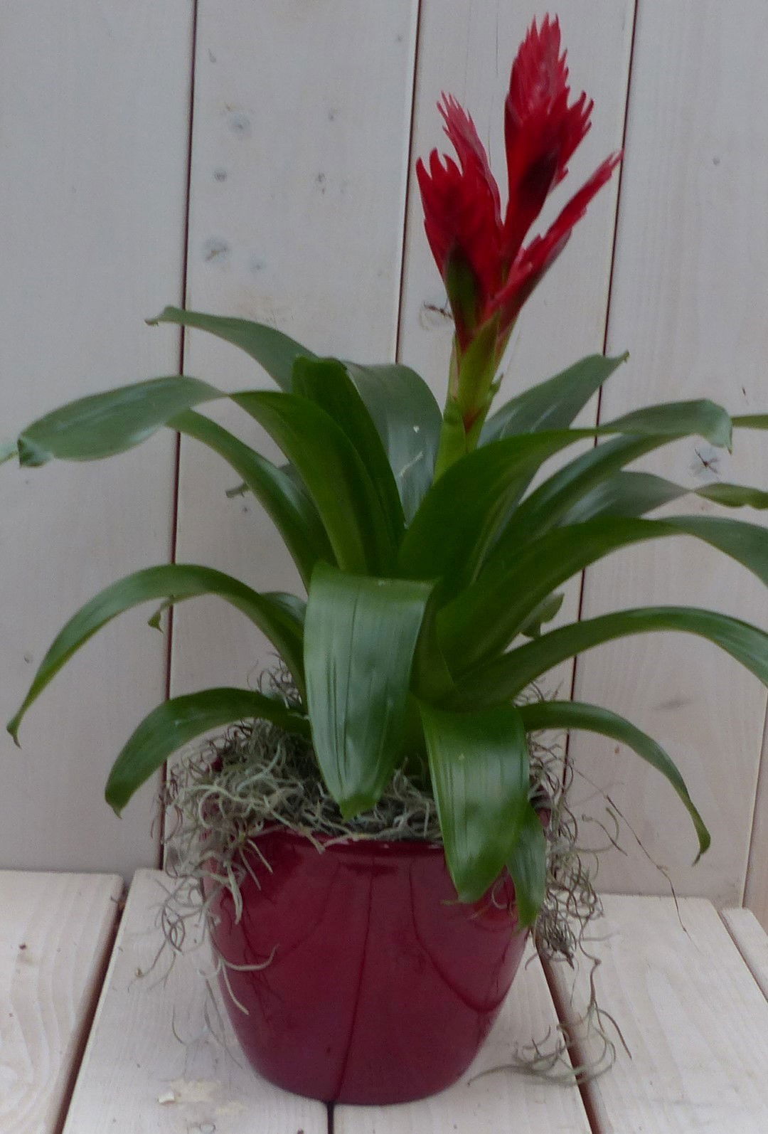 Bromelia rode pot 30 cm Warentuin Natuurlijk