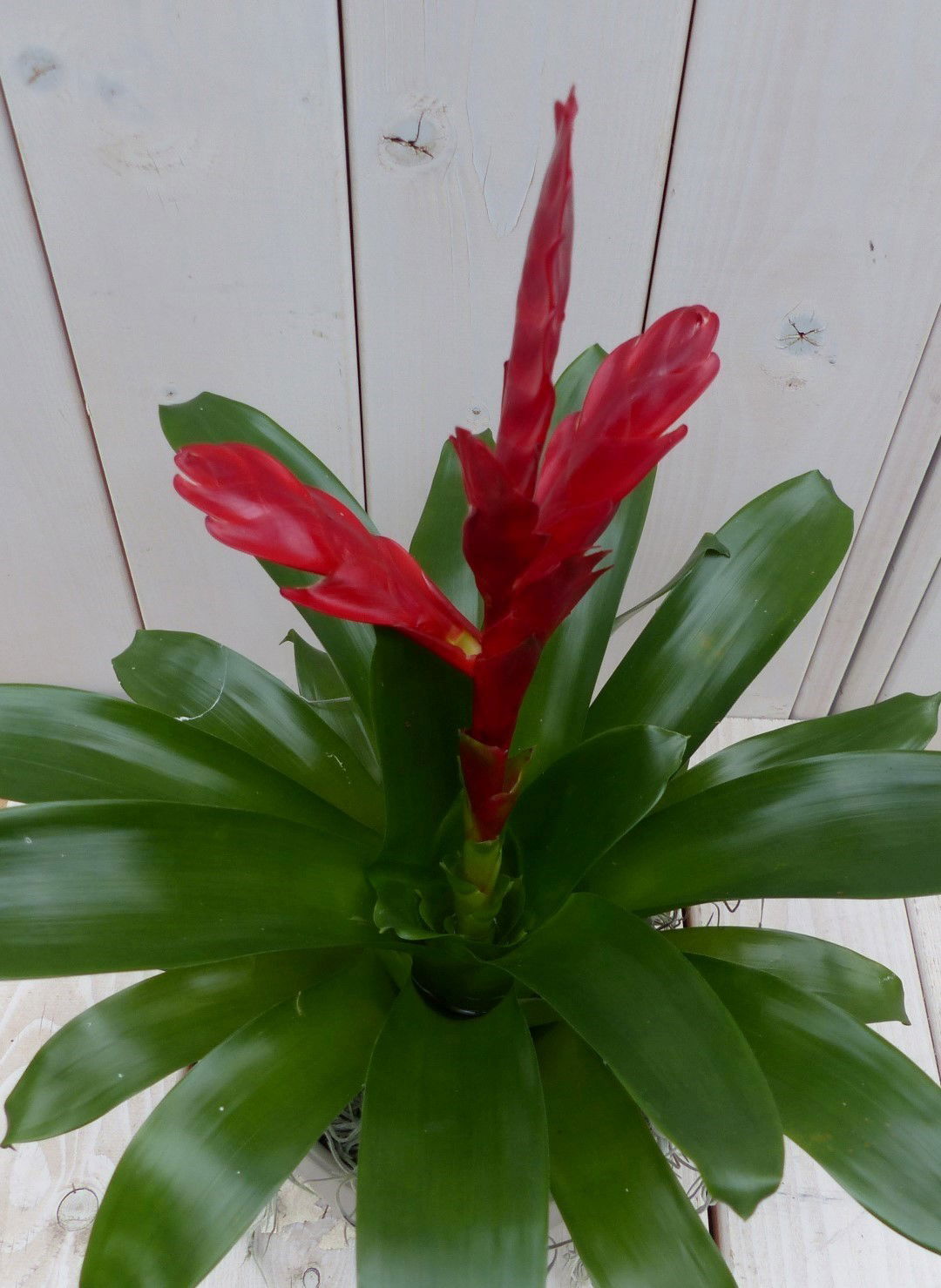 https://cdn.warentuin.nl/media/catalog/product/1/7/1728149900042104_2_warentuin_natuurlijk_kamerplant_bromelia_taupe_pot_30_cm_war_9625.jpg