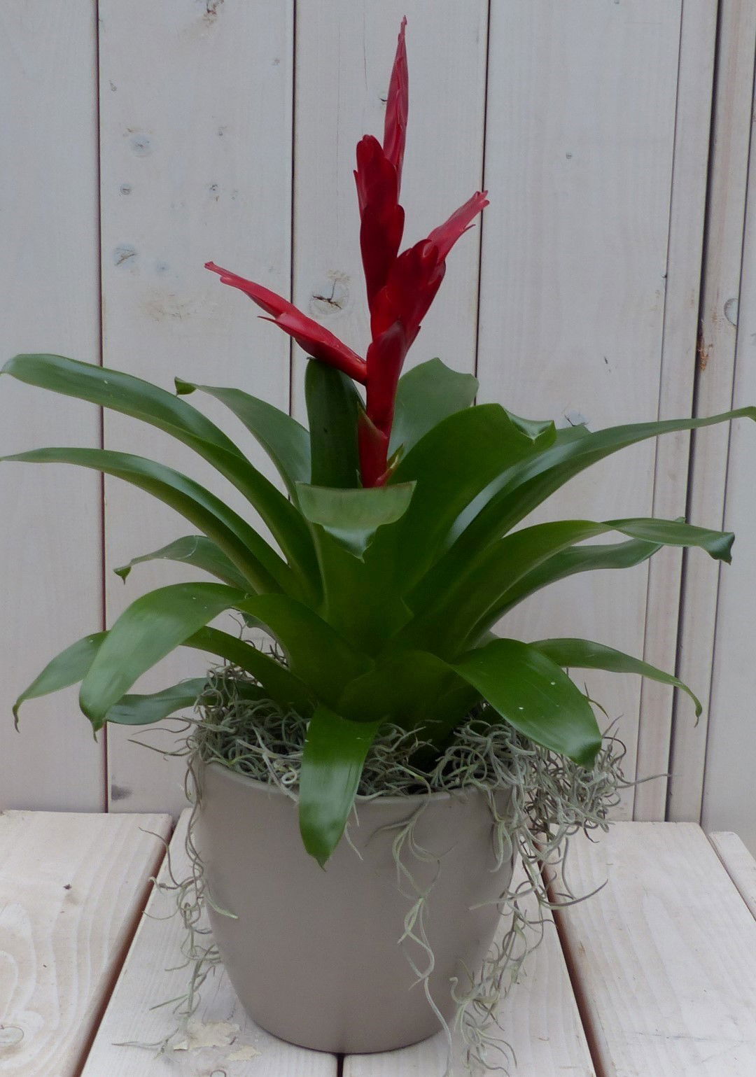 Bromelia taupe pot 30 cm Warentuin Natuurlijk