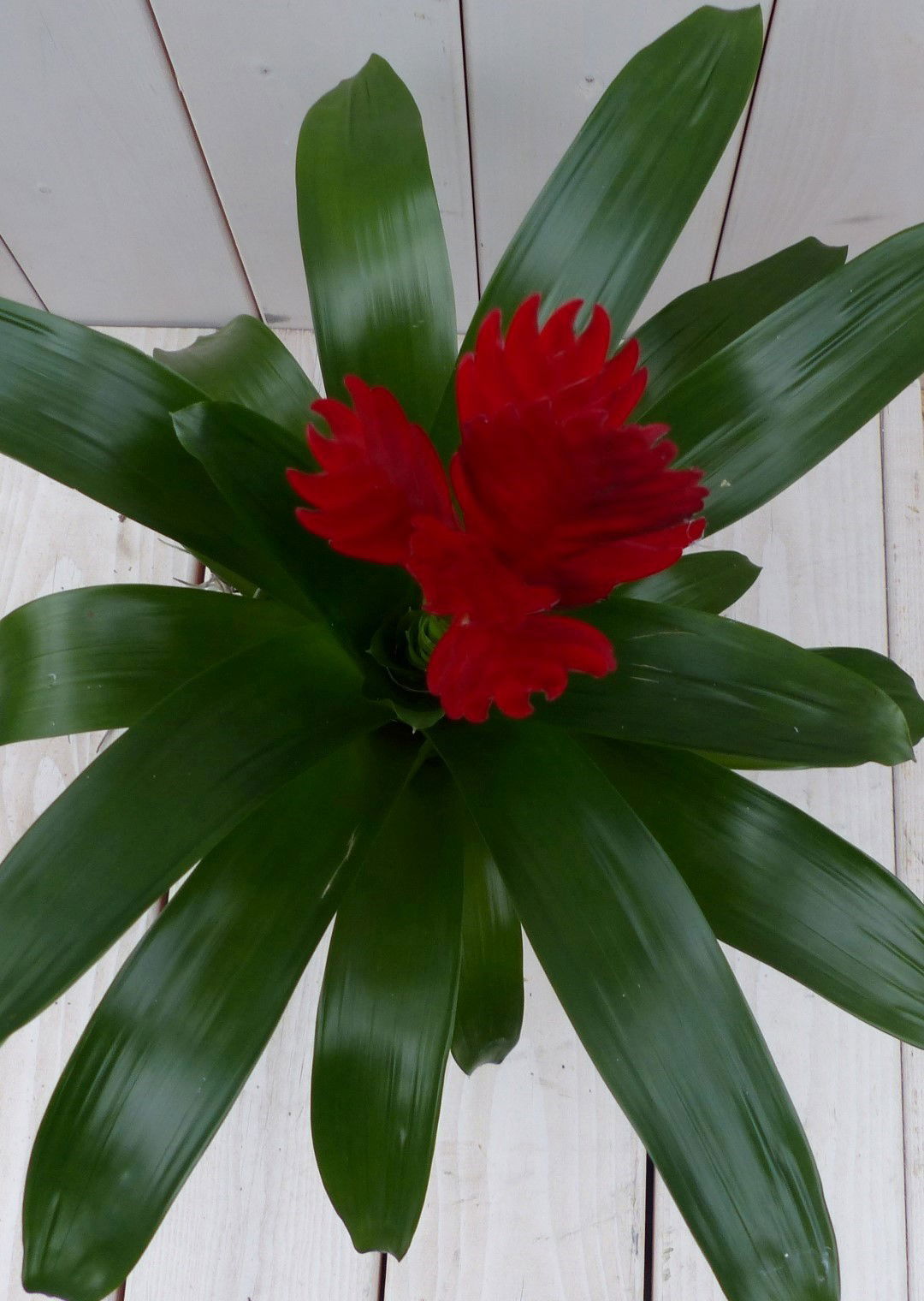 https://cdn.warentuin.nl/media/catalog/product/1/7/1728149900042105_2_warentuin_natuurlijk_kamerplant_bromelia_witte_pot_30_cm_war_1cea.jpg