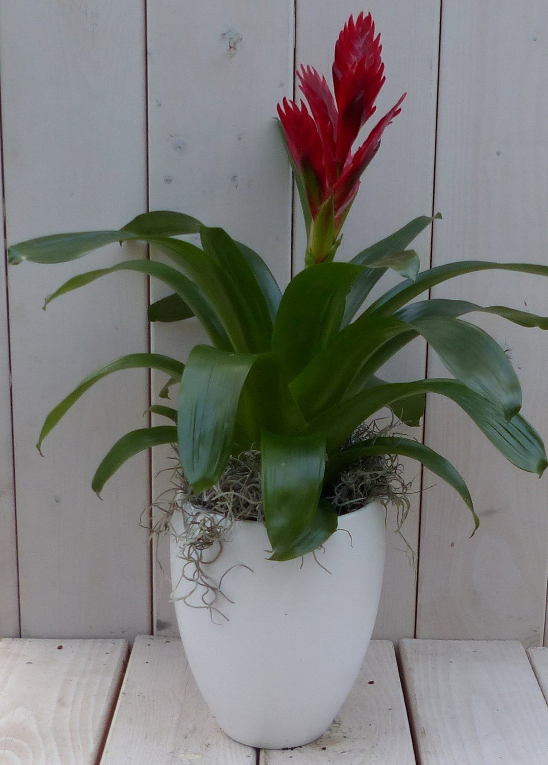 https://cdn.warentuin.nl/media/catalog/product/1/7/1728149900042106_warentuin_natuurlijk_kamerplant_bromelia_witte_hoge_pot_40_cm__0f4b.jpg