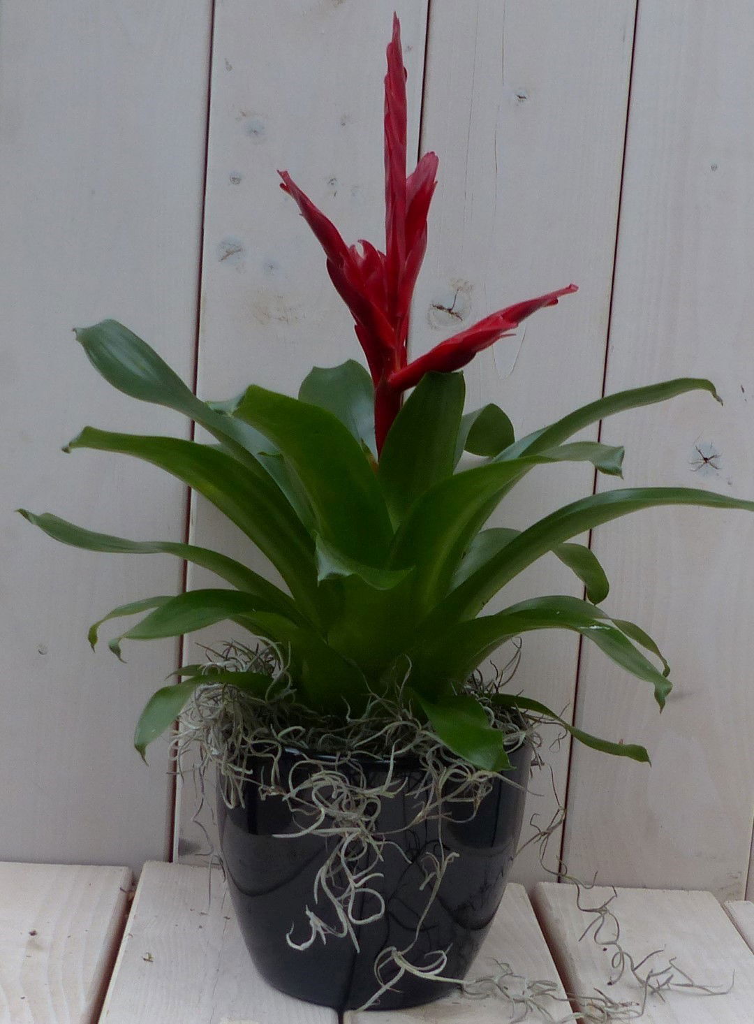 Bromelia zwarte antraciete pot 30 cm Warentuin Natuurlijk